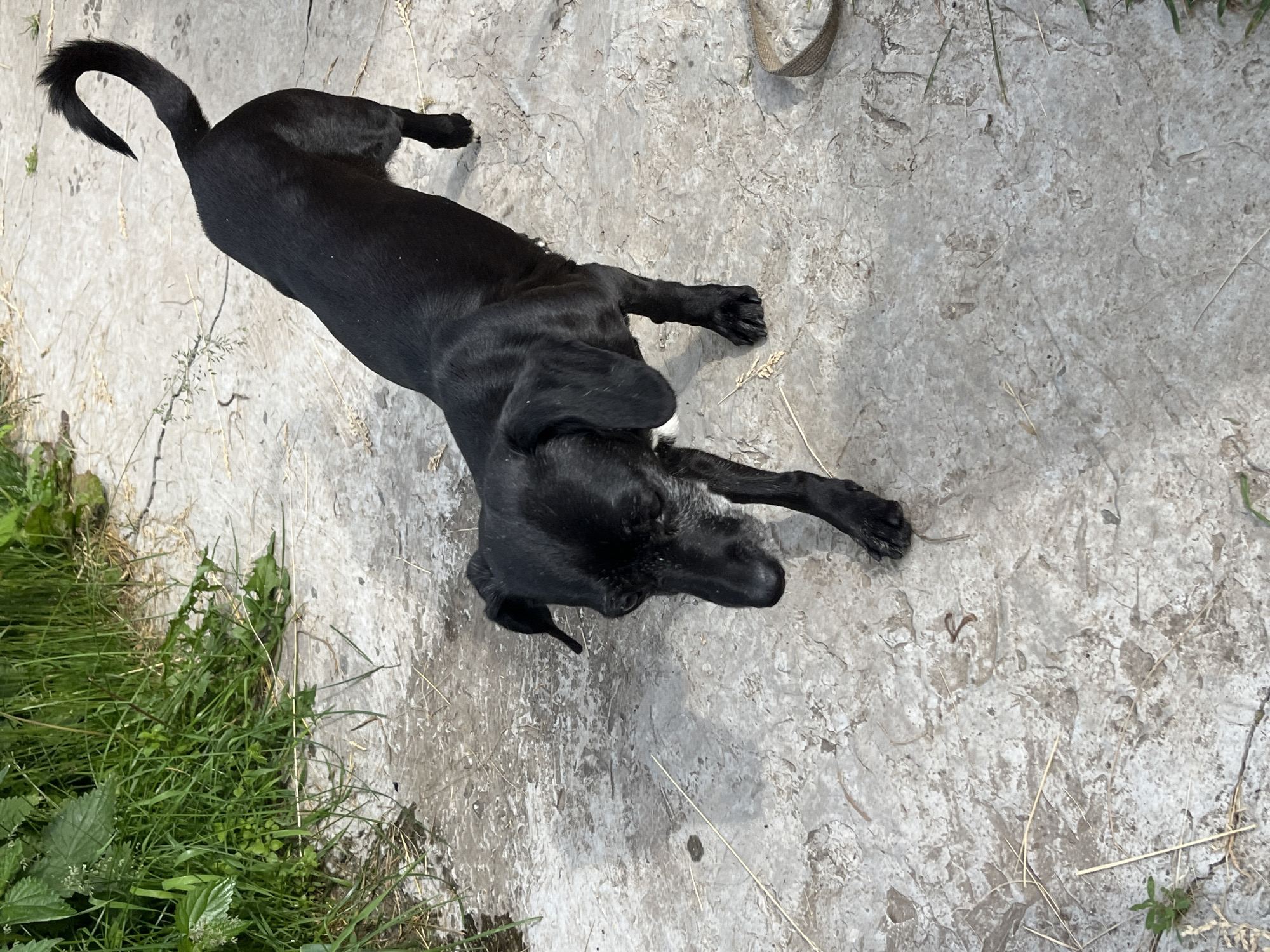 A black dog with a curved tail is walking on a cracked concrete surface next to a patch of green grass. The dog is facing left with its head down. The scene appears to be outdoors in a rural or semi-rural setting, possibly on the outskirts of Nizhny Tagil, Russia, given the concrete pathway and natural vegetation. The lighting suggests it is daytime.