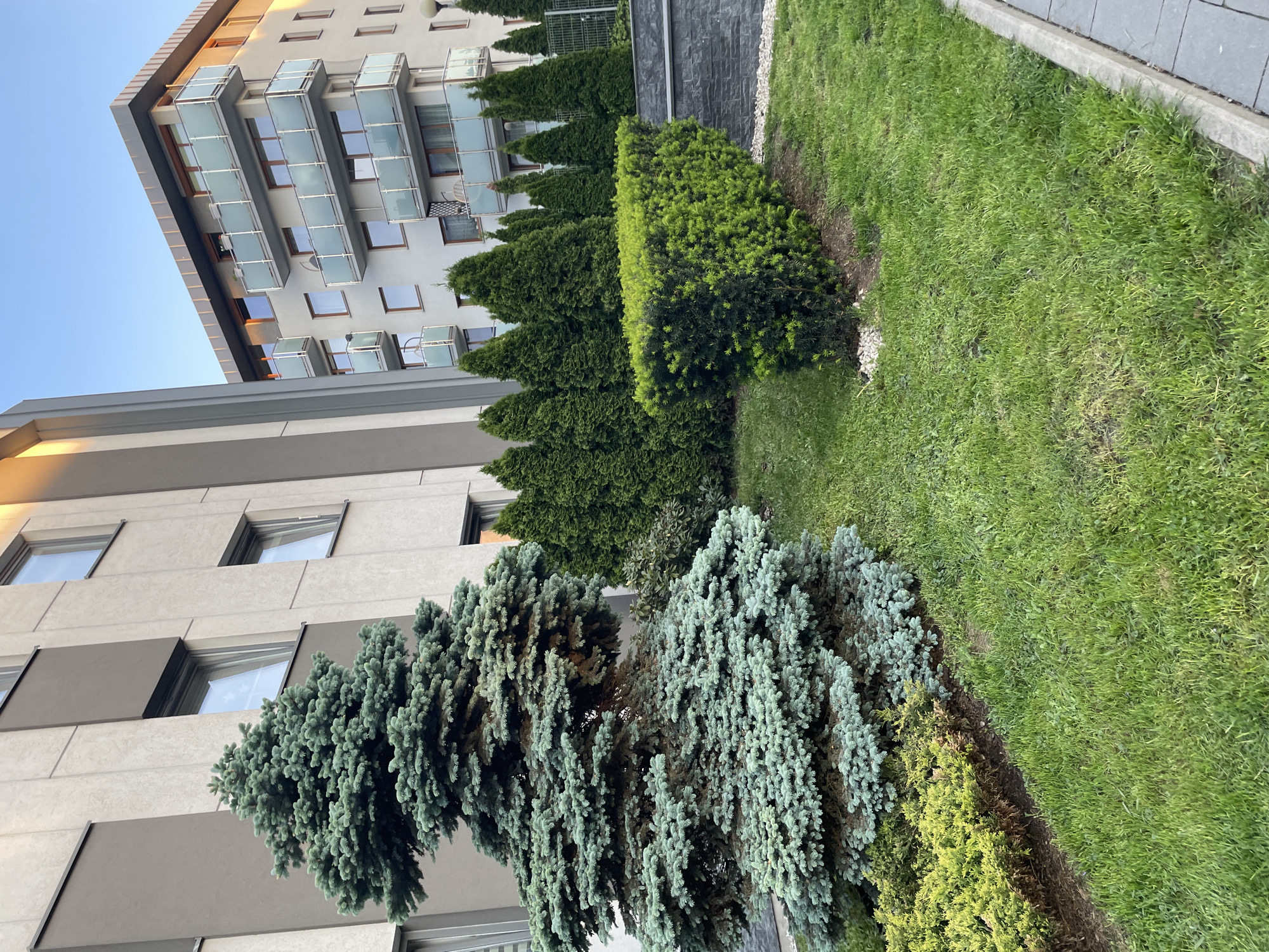 The image depicts an outdoor scene in an urban environment. Two multi-story buildings with varying architectural styles are visible. The building on the left has a light-colored facade with dark window frames and a geometric pattern. The building on the right features balconies with glass railings. A row of coniferous trees with varying shades of green is planted along the base of the buildings, interspersed with patches of grass. A narrow walkway with gray paving stones runs along the right edge of the image. The sky is a light blue, suggesting a daytime setting.