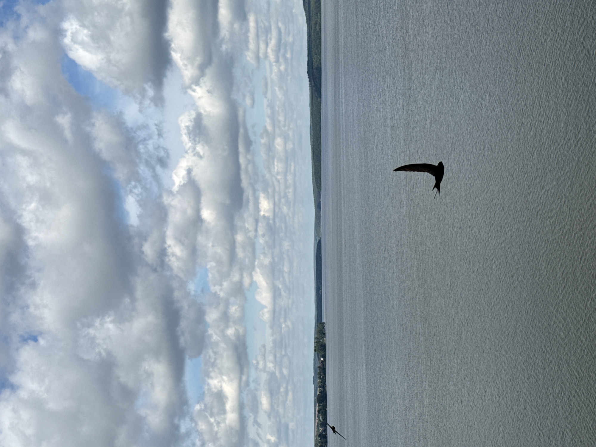 The image shows a wide shot of a large body of water under a cloudy sky. In the foreground, a dark silhouette of a bird with pointed wings is captured in flight over the water. In the middle ground, the calm water stretches towards a distant, tree-lined shore. The shoreline features a line of trees and some structures, possibly houses or buildings, suggesting a populated area. The sky is filled with numerous white and grey clouds, with patches of blue sky visible between them, indicating a partly cloudy day. The scene appears to be a natural landscape with a hint of civilization along the water's edge. This image could be a view of the Votkinsk Reservoir, located in the city of Votkinsk, Russia, known for its expansive water body and surrounding natural beauty.