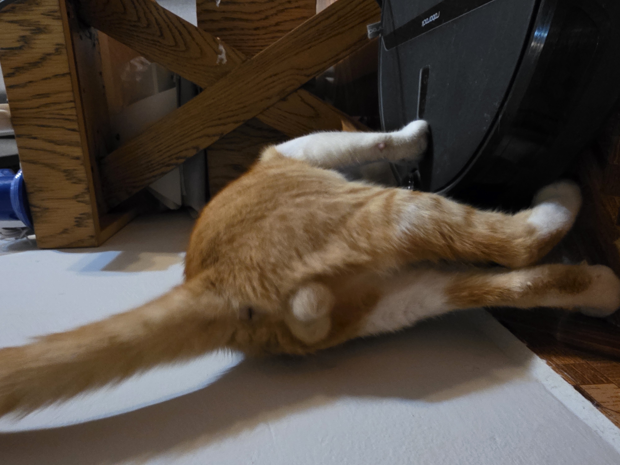 An orange and white cat is lying on a white floor next to a dark grey Roborock robotic vacuum cleaner and a wooden structure. The cat is positioned with its hindquarters facing the camera, and its tail extending to the left. Its legs are stretched out, and its feet are white. The wooden structure appears to be part of a piece of furniture. The vacuum cleaner is against a wall or cabinet. The location is not discernible as Be’er-Sheva, Israel from the available visual information.