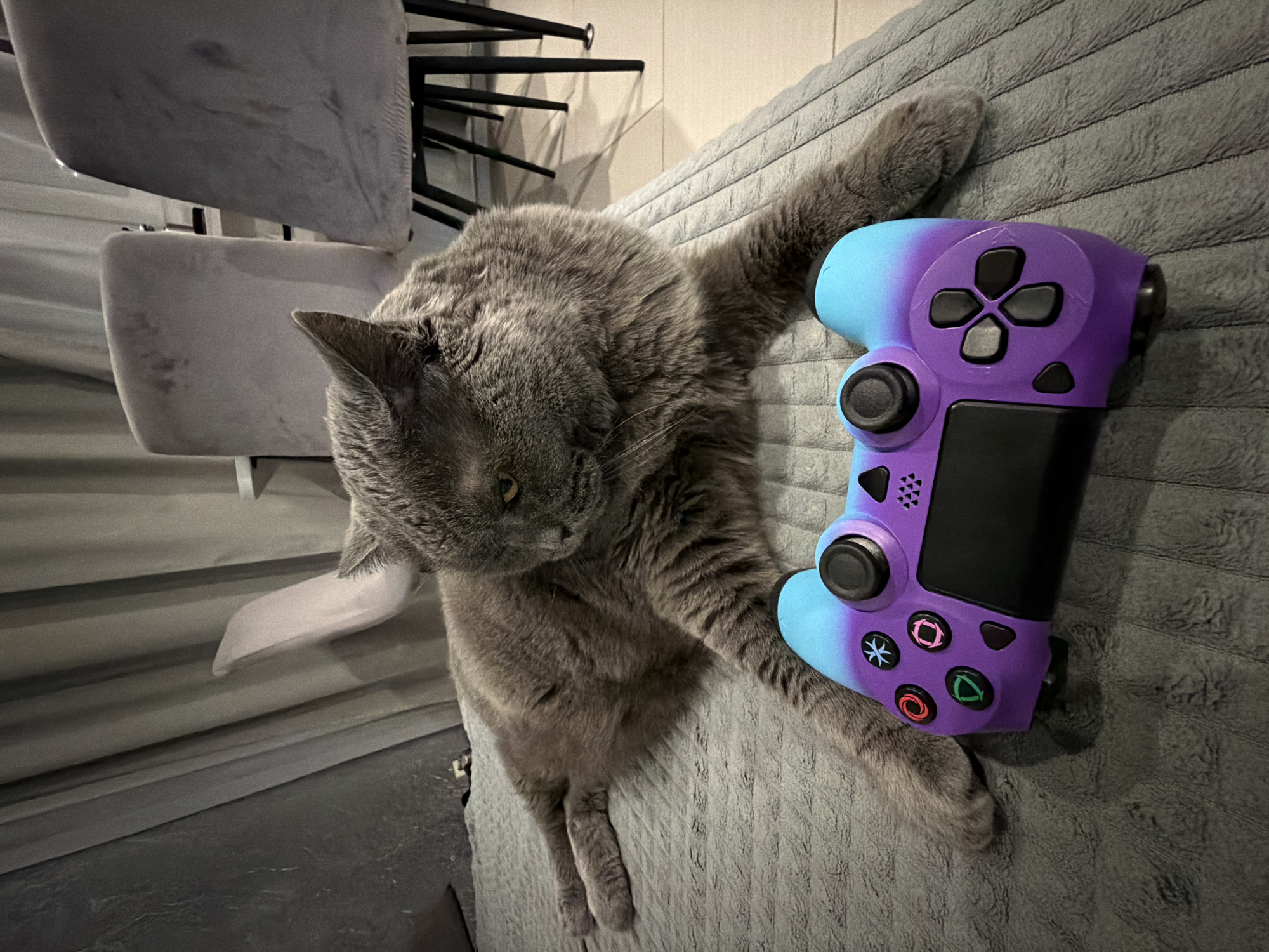 A grey cat is lying on a grey textured blanket with a purple and blue game controller in front of it. The cat is looking to the right. In the background, there are grey curtains and two grey chairs with black legs. The scene appears to be indoors in a room. There is no indication of the location being Водоканал Снт, Russia.