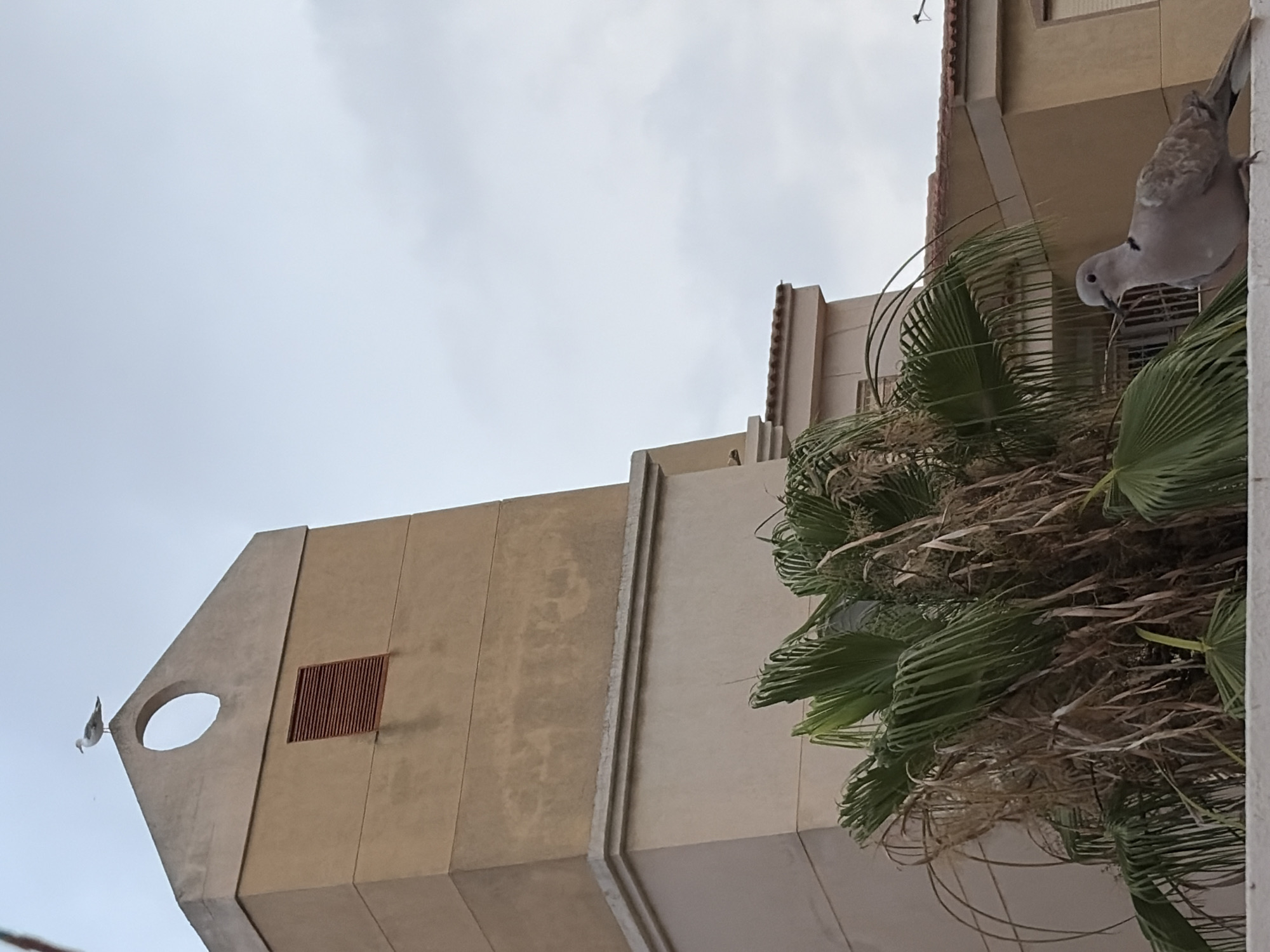 A medium shot captures two birds perched on a white wall against a backdrop of a building and sky. In the upper left quadrant, a seagull stands on the peaked roof of a light brown, multi-story structure with a circular opening and a red-slatted vent. To the right, a dove is perched on the white wall in the foreground, its head turned to the left. Behind the dove, a palm tree with green fronds and dry, brown leaves is visible, partially obscuring the building. The sky is overcast with a pale blue hue and scattered clouds. The buildings appear to be in a Mediterranean style, consistent with the architecture found in Torrevieja, Spain. No people are present in the frame.