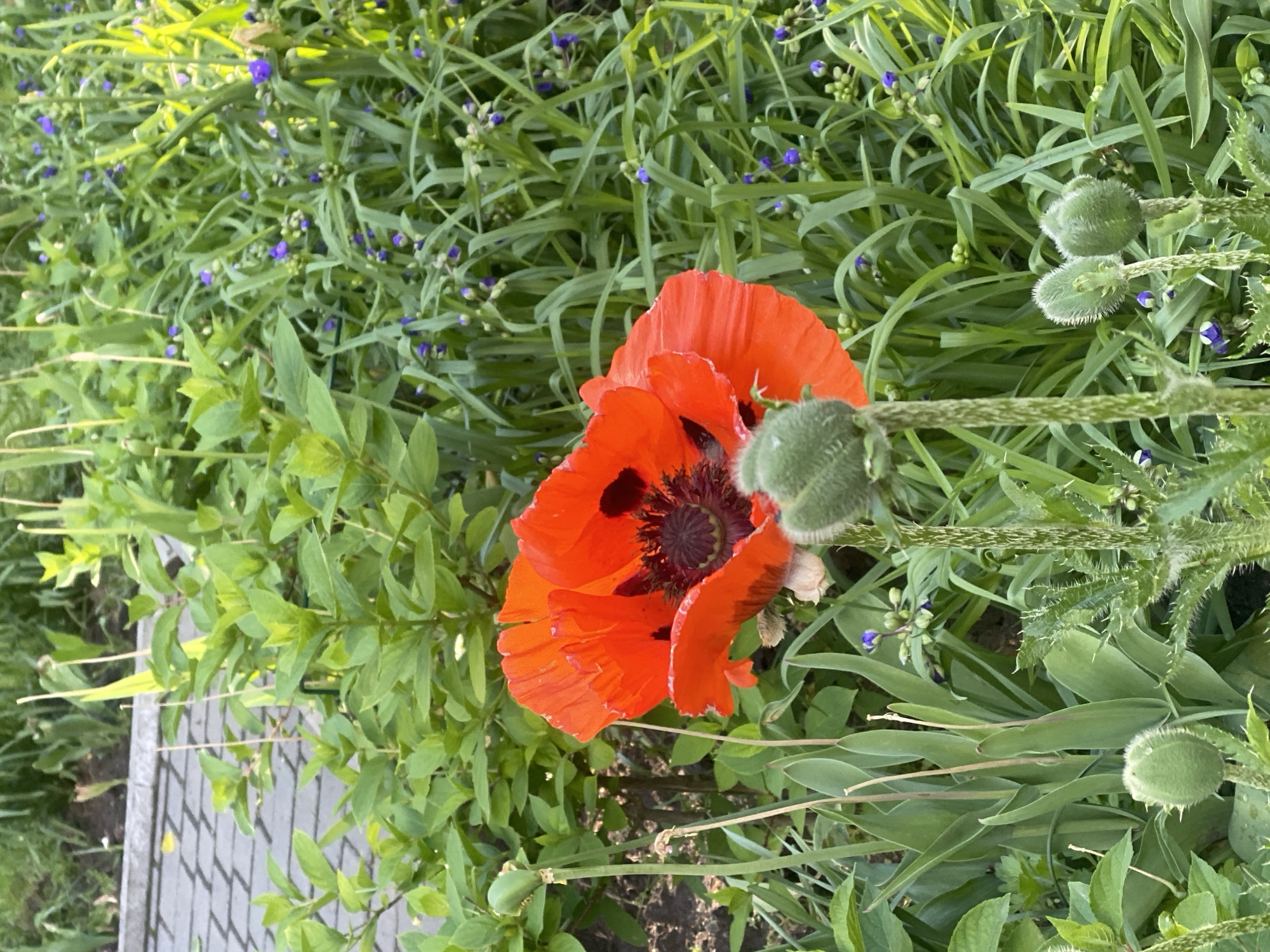 A close-up, slightly angled shot shows a vibrant red poppy with a dark center, surrounded by greenery. The poppy's petals are ruffled and show some wear. Next to it are green, fuzzy poppy buds. In the background, there are other plants with small blue flowers and long, grass-like leaves. To the left, a section of a grey paver pathway is visible. The image suggests a garden or park setting, but without further context or specific visual cues, it is not possible to confirm if it is in Poltava, Ukraine.