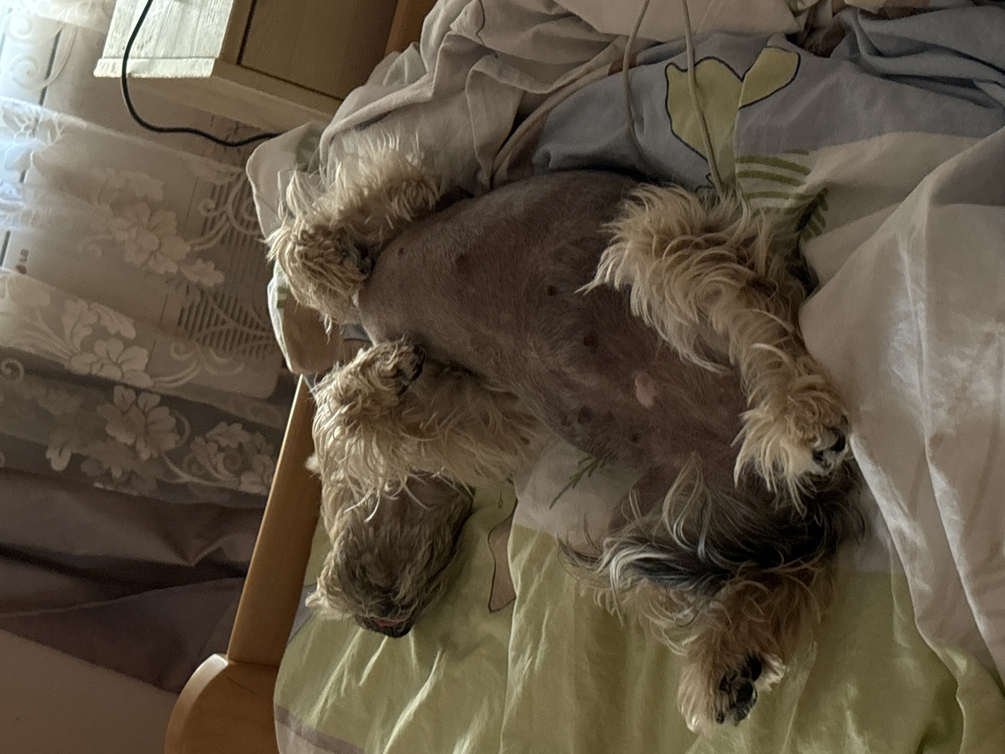 The image depicts a small dog, possibly a terrier mix, sleeping on a bed. The dog is lying on its back with its belly exposed, and its legs are splayed out. Its fur is light brown and appears somewhat disheveled. The dog's eyes are closed, and its tongue is slightly visible, suggesting it is in a deep sleep.
The bed is covered with a light green sheet and a white duvet. There are also some patterned fabrics visible, including a blue fabric with a yellow heart design and a white fabric with a floral pattern. The bedding appears somewhat rumpled, indicating recent use. In the background, a wooden headboard of the bed is visible, as well as what appears to be a bedside table with a black cable leading from it. The lighting suggests it is daytime, possibly morning or afternoon, with soft natural light illuminating the scene.
The overall impression is one of comfort and relaxation. The dog looks peaceful and content as it naps on the bed. The setting appears to be a bedroom in a home. The location context of Budva, Montenegro, does not provide any specific visual cues within the image itself. There is no visible text in the image.