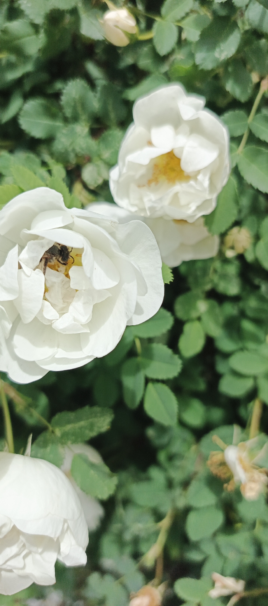 A bee is inside a white flower, possibly gathering nectar, amidst a cluster of similar flowers and green foliage. The image was taken in the city of Кемуль, Russia.