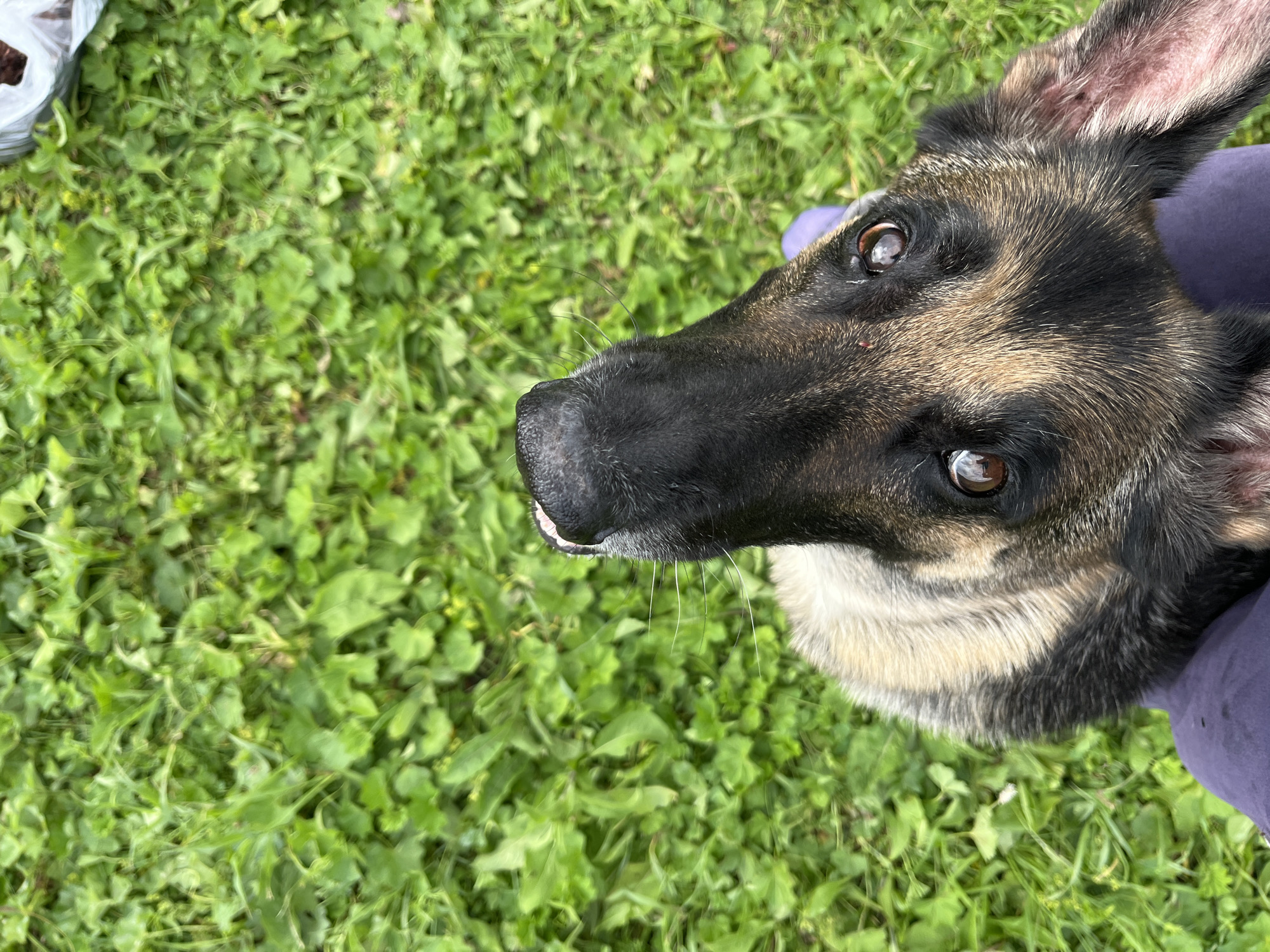 The image shows a close-up, high-angle view of a German Shepherd dog looking upwards. The dog has tan and black fur. Its head is tilted, and its tongue is slightly visible. The dog is positioned in the lower half of the frame, partially on a surface that appears to be purple fabric, possibly clothing. The background is filled with lush green grass, indicative of an outdoor setting. There is a white plastic bag with some dark objects inside visible in the upper right corner of the image, also against the grass. The scene does not provide any specific landmarks or context that would allow for pinpointing a location within the city of Nizhny Tagil, Russia.