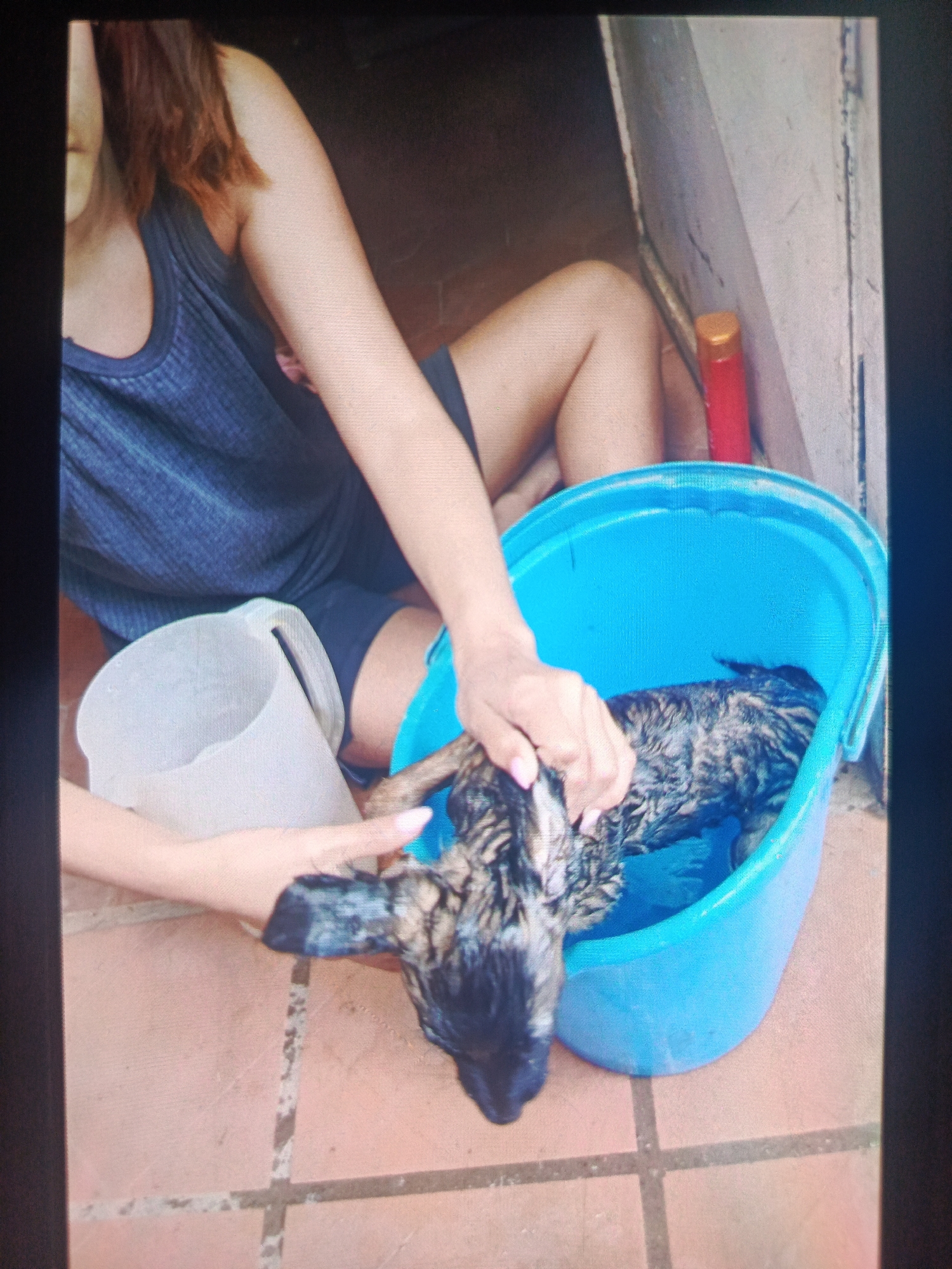 A person is giving a wet, brindle-colored dog a bath in a blue bucket. The person is wearing a dark-colored tank top and dark shorts. A white pitcher is nearby. A red bottle is visible against a light-colored wall. The scene is set on a tiled surface. Although the city Juan Griego, Venezuela is stated, there is nothing in the photo to verify the location.