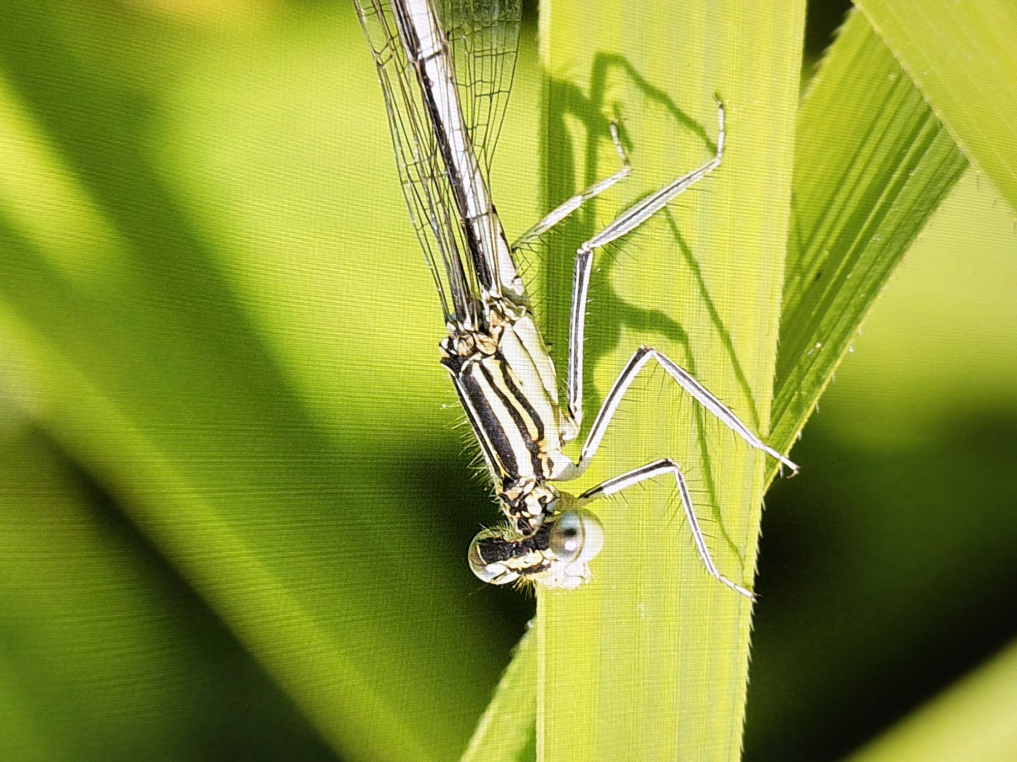 The image shows a close-up, macro shot of a damselfly resting on a green blade of grass. The damselfly is predominantly white and black, with distinct stripes on its abdomen and thorax. Its large, multifaceted eyes are clearly visible, reflecting light. The delicate, transparent wings of the damselfly are spread out, revealing their intricate veining. The background is a blur of lush green foliage, suggesting a natural outdoor setting. The lighting is bright, casting subtle shadows from the damselfly and its legs onto the blade of grass. The image does not contain any elements that indicate a specific location in Kyiv, Ukraine.