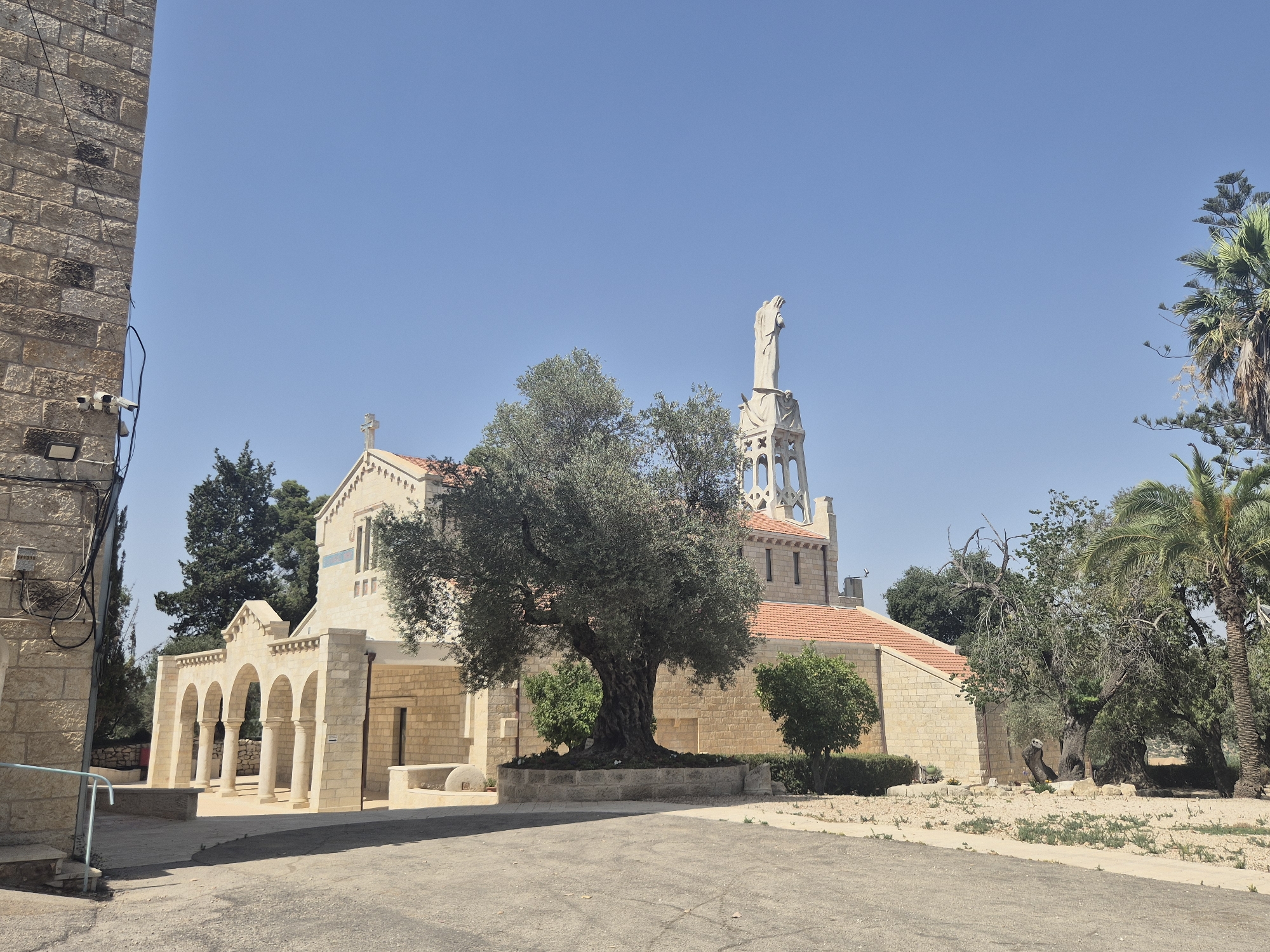 The image depicts a bright, sunny day in Abu Gosh, Israel, featuring the Church of the Covenant, also known as the Sisters of Zion Convent. The architecture is characterized by light-colored stone and red-tiled roofs. In the foreground, a paved area leads towards the church, which has a colonnaded entrance with multiple arches. A prominent, ancient olive tree stands in front of the church, its gnarled trunk and spread of branches dominating the mid-ground. Behind the church, a bell tower rises, topped by a statue of a religious figure. The background consists of a clear blue sky, interspersed with various trees, including palm trees and evergreens, suggesting a Mediterranean climate. To the left of the church, a tall stone wall with visible wiring and security cameras is present. The scene is devoid of any visible people, focusing solely on the static architecture and natural elements of the location.