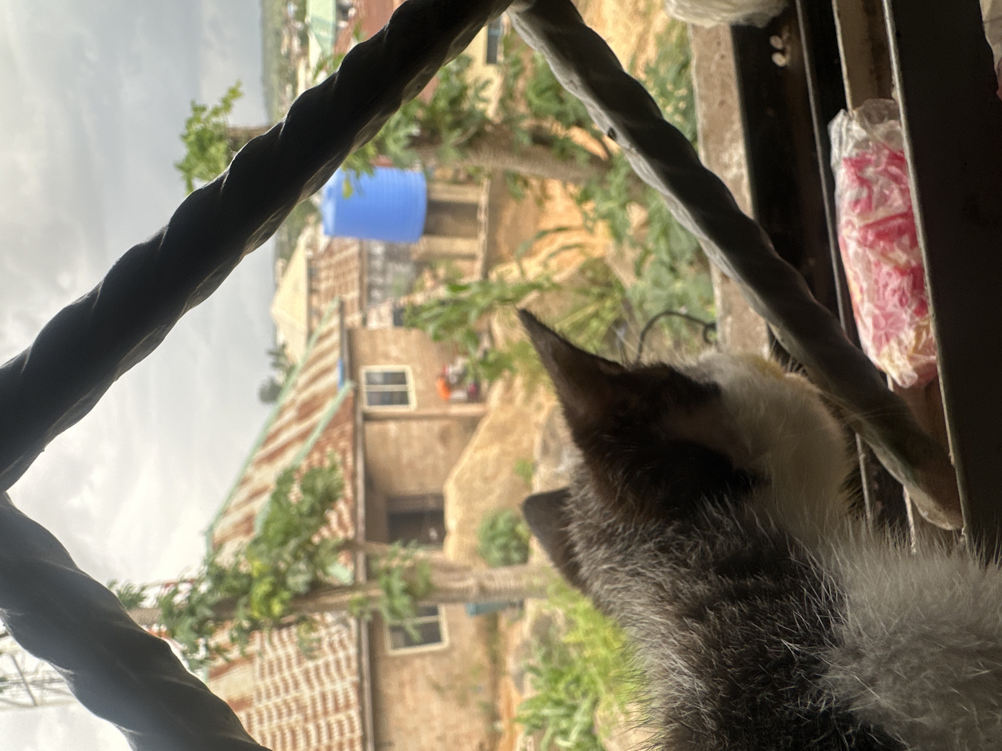 The image is a close-up, low-angle shot of a cat's back and head, looking out through what appears to be a barred window. The cat, with mottled grey and white fur, is the primary subject. Behind the cat, the scene is an outdoor view of a densely populated area, likely a residential neighborhood. The architecture suggests a warm climate, with buildings made of brick and corrugated metal roofs, some showing signs of wear. Vegetation, including trees and plants, is visible between and around the structures, indicating a relatively green environment. A bright blue plastic water tank is noticeable on one of the rooftops, a common sight in areas with unreliable water supply. The sky is overcast, suggesting a cloudy or possibly rainy day. The perspective is from inside a structure, looking outwards, with thick, dark, twisted metal bars framing the view. To the right, there's a glimpse of what might be some packaged items, possibly food or goods, wrapped in clear plastic with pink elements, resting on a shelf or windowsill. The overall impression is one of domesticity and observation, with the cat as a silent observer of the bustling, somewhat weathered, urban landscape. There is no visible text.