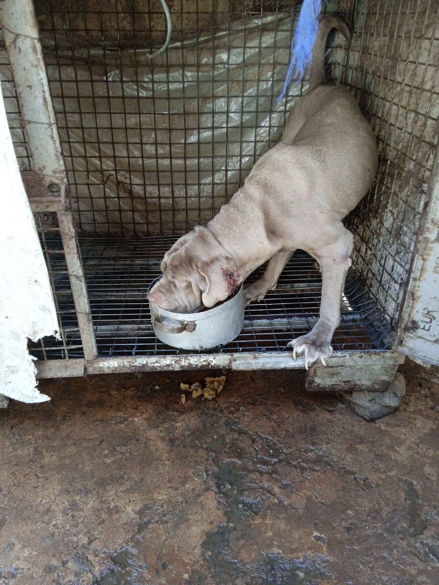 The image shows a large, light-colored dog confined within a metal cage. The dog is bent over a metal bowl, seemingly eating. There appears to be a wound on the dog's neck. The cage is rusty and in poor condition. The floor surrounding the cage is stained and wet.
Location: Jos, Nigeria (speculative, based on prompt, but not verifiable from the image).