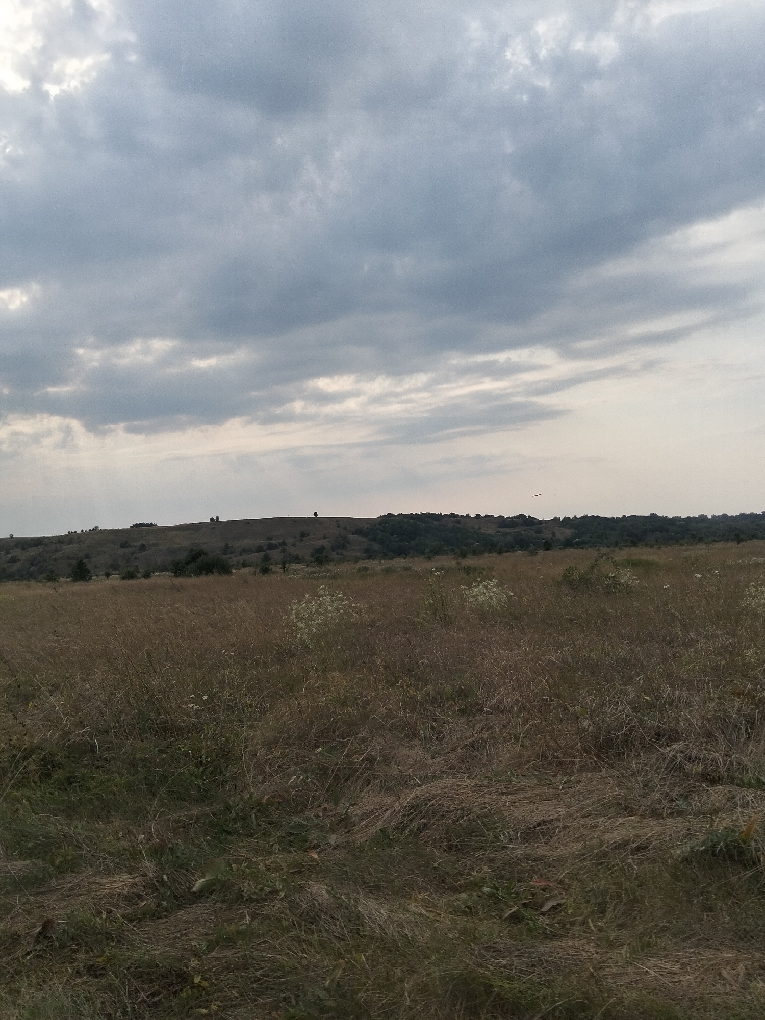 The image depicts a natural landscape, likely a field or meadow, under a cloudy sky. The foreground is dominated by tall, dry grass and some sparse wildflowers. In the midground, a gently rolling hill is covered in darker vegetation, with scattered trees. The background features a distant treeline and a vast expanse of grey and white clouds. There are no visible structures, vehicles, or human figures. The environment appears rural and undeveloped. This scene is located in the vicinity of Ustyvytsya, Ukraine.