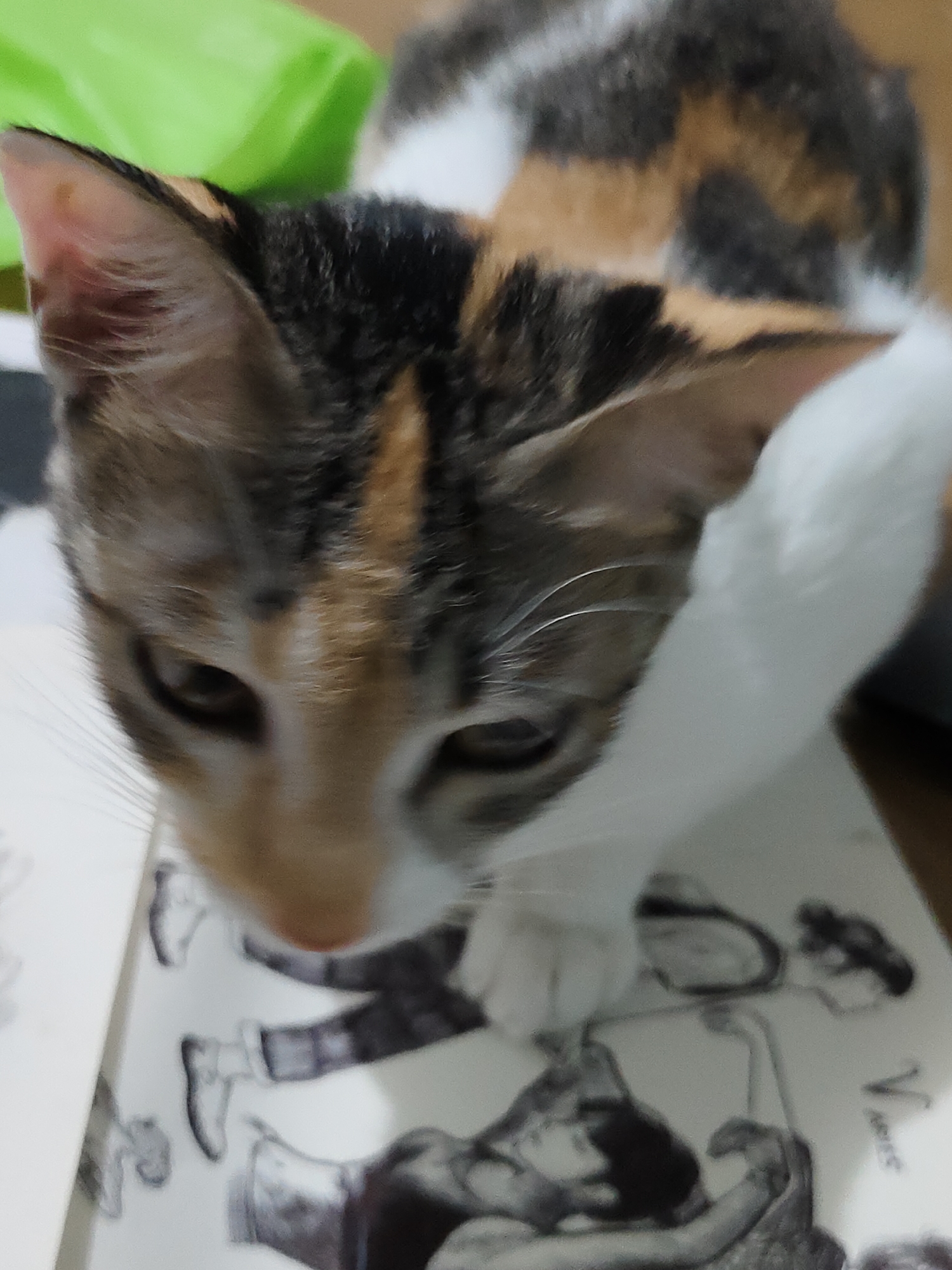 A domestic cat with a calico fur pattern, featuring distinct patches of black, orange-brown, and white, is depicted from an overhead perspective, looking downwards. The cat's head is lowered, with its dark eyes partially visible as it focuses on an object below. One white paw rests on a white surface, identified as paper or a page from a book. This surface displays black and white illustrations of human figures in various poses, drawn in a sketch or comic style, with details such as clothing visible. In the upper left background, a blurry, bright green object is present, indicating an indoor setting. The cat's patterned back is also partially visible in the blurred background. Location: Unknown, Unknown.