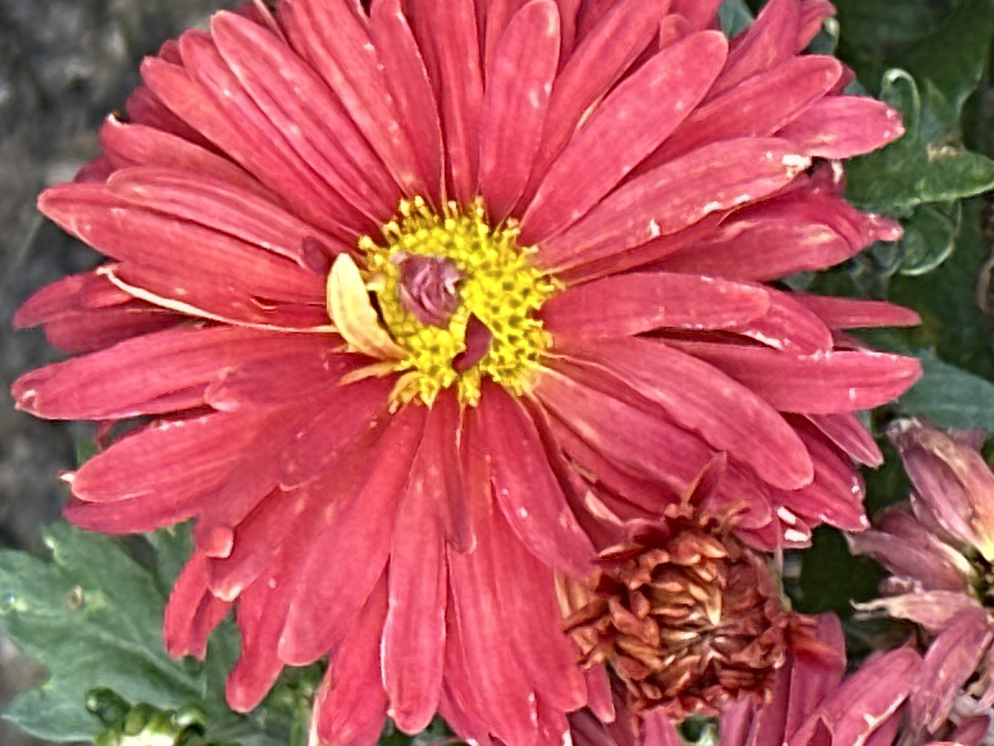 This is a close-up, high-angle, full-frame photograph of two pink chrysanthemums, one in sharp focus in the foreground and one slightly out of focus in the background. The foreground chrysanthemum is predominantly pink, with a yellow center. The petals are long and thin, some of which appear to be slightly curled or bent. There are small white specks visible on some of the petals, possibly water droplets or dust. To the left and slightly behind the foreground flower, the dried, brown center of another chrysanthemum is visible. The background is a blur of green leaves and dark, indistinct shapes, suggesting an outdoor garden setting. The image does not contain any information that would allow for its location to be identified as Podolsk, Russia.