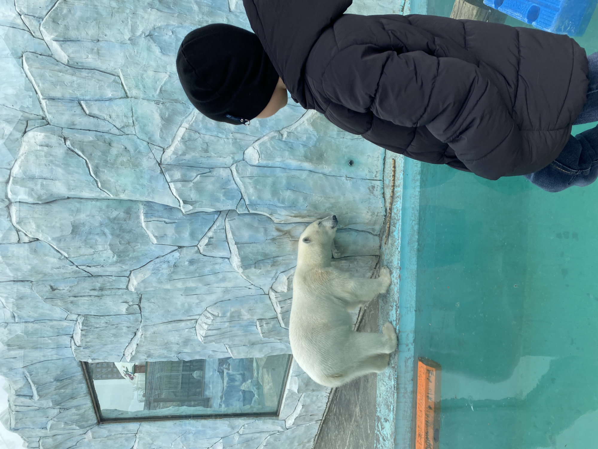 A child in a black winter coat and black knit cap is looking at a polar bear through a glass enclosure. The polar bear is standing against the side of the enclosure, near water. The enclosure mimics an arctic environment with light blue rocky walls. The scene appears to be indoors, possibly at the Yekaterinburg Zoo in Yekaterinburg, Russia.