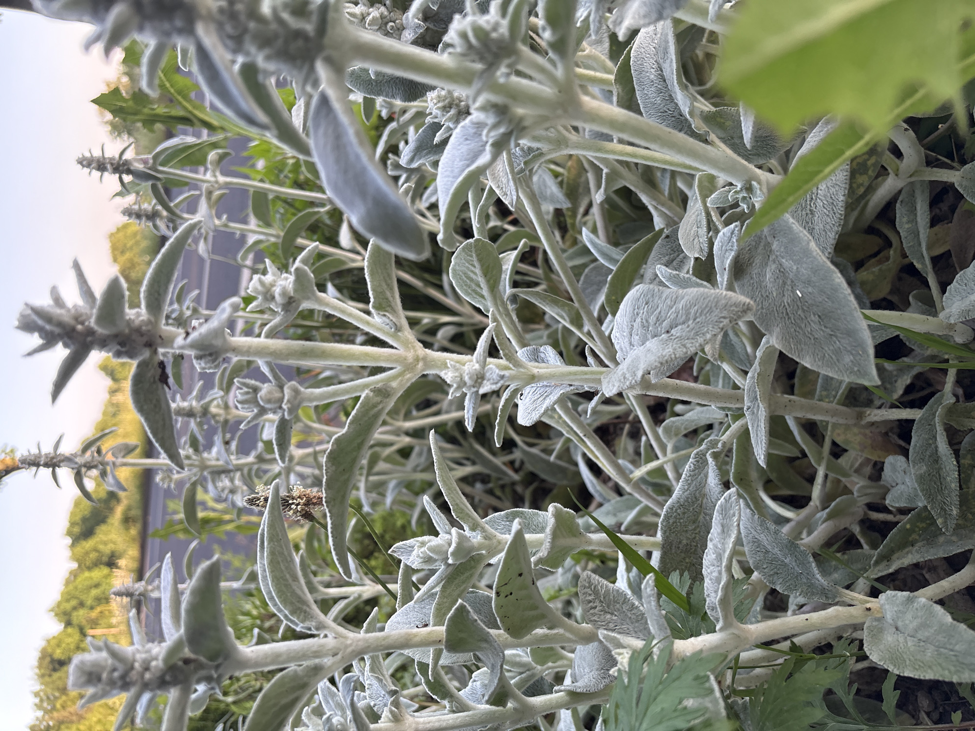 Close-up, angled view of lamb's ear plants. Soft, silvery-green leaves and stems are dominant. A section of road and trees are visible in the background, indicating an outdoor location. The specific location in Mönchengladbach, Germany, cannot be determined from the image alone. No people or interactions are discernible.