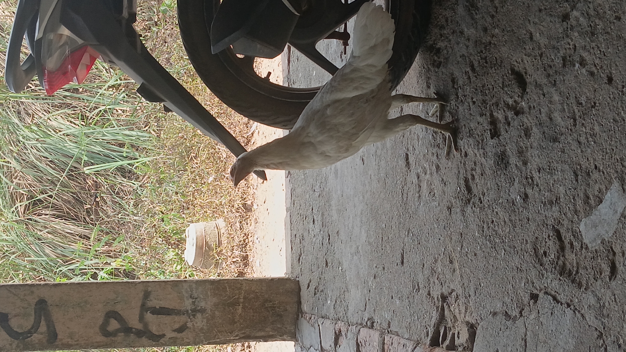 In Prabumulih, Indonesia, a light-colored chicken stands on a concrete surface. The chicken is facing left, with its beak open. Behind the chicken, a portion of a motorcycle's rear wheel and taillight are visible. To the left of the chicken is a concrete pillar with graffiti. The background consists of tall, dry grass and foliage. The scene appears to be outdoors, possibly in a rural or semi-urban setting.
