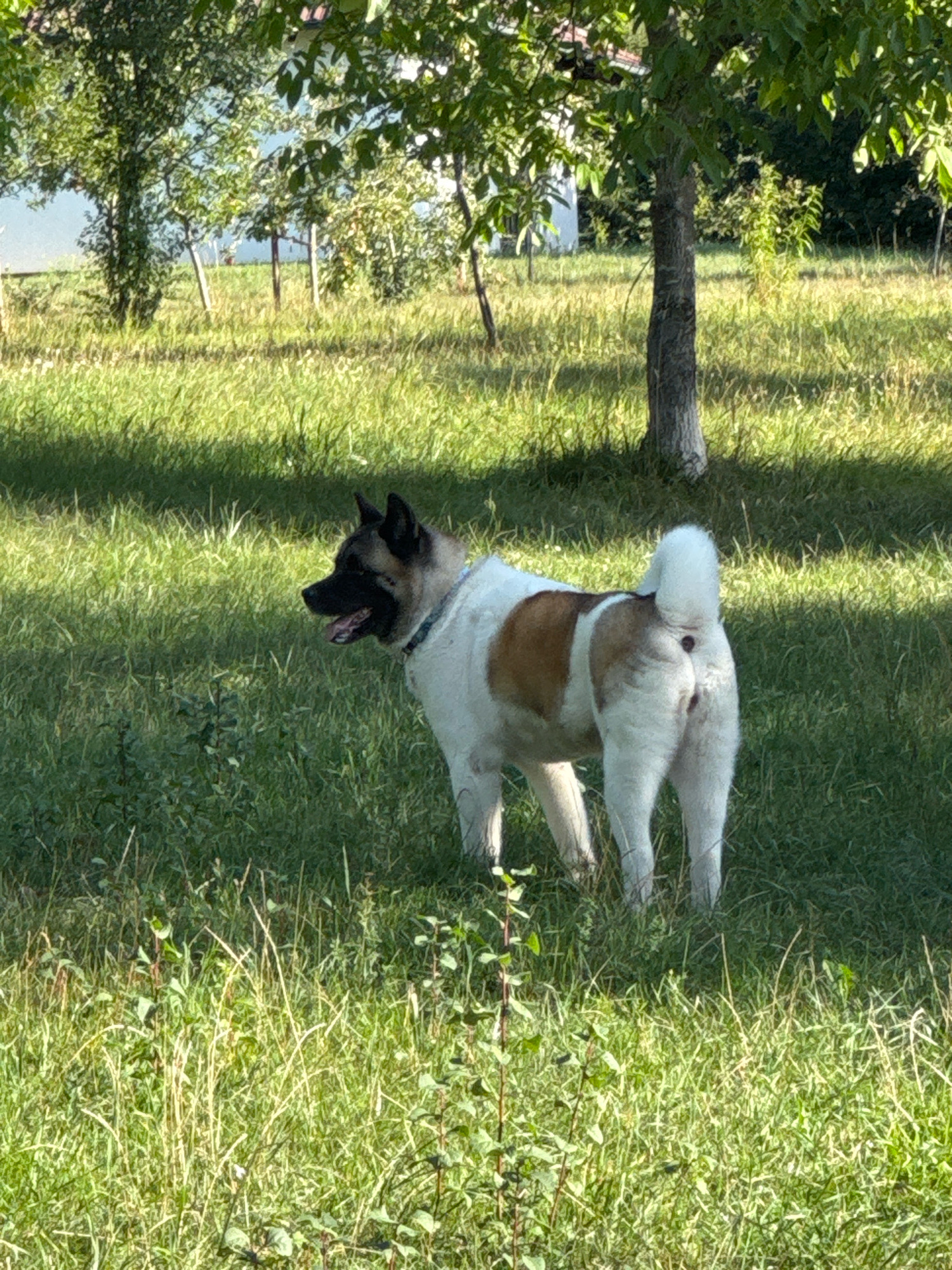 An adult Akita dog is standing in a grassy field on a sunny day. The dog is predominantly white with a large tan patch on its back and flank. It has a black muzzle and erect ears. The dog is facing left, with its mouth open and tongue visible. Its tail is curled over its back. The background consists of trees and vegetation, with shadows from the trees cast on the grass. The scene appears to be in an outdoor, rural setting, likely a park or a backyard. The location is specified as Wettstetten, Germany.