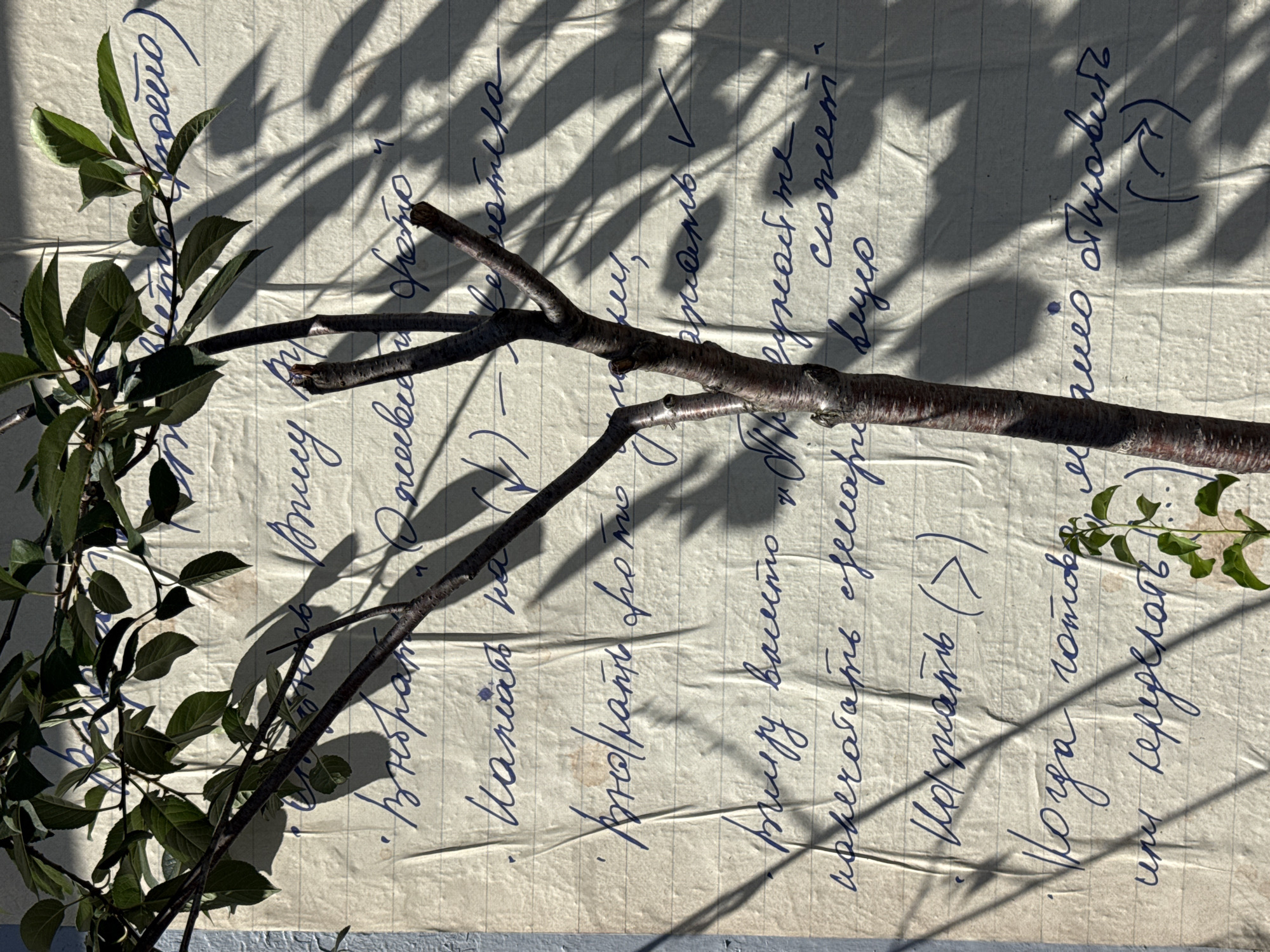The image displays a close-up view of a handwritten note on lined paper, with a tree branch and leaves casting shadows across it. The note is written in blue ink in Cyrillic script and appears to be a list of instructions or thoughts. The paper itself is creased and slightly yellowed, suggesting it may be old. The background is a textured surface, possibly a wall, with a light blue hue visible on the left edge. The overall lighting suggests an outdoor setting, possibly illuminated by sunlight. The scene is located in Moscow, Russia, as indicated by the language and script used on the note. There are no people or animals visible in the image. The essential details are the handwritten text on paper, the tree branch with leaves, the shadows, and the textured background.