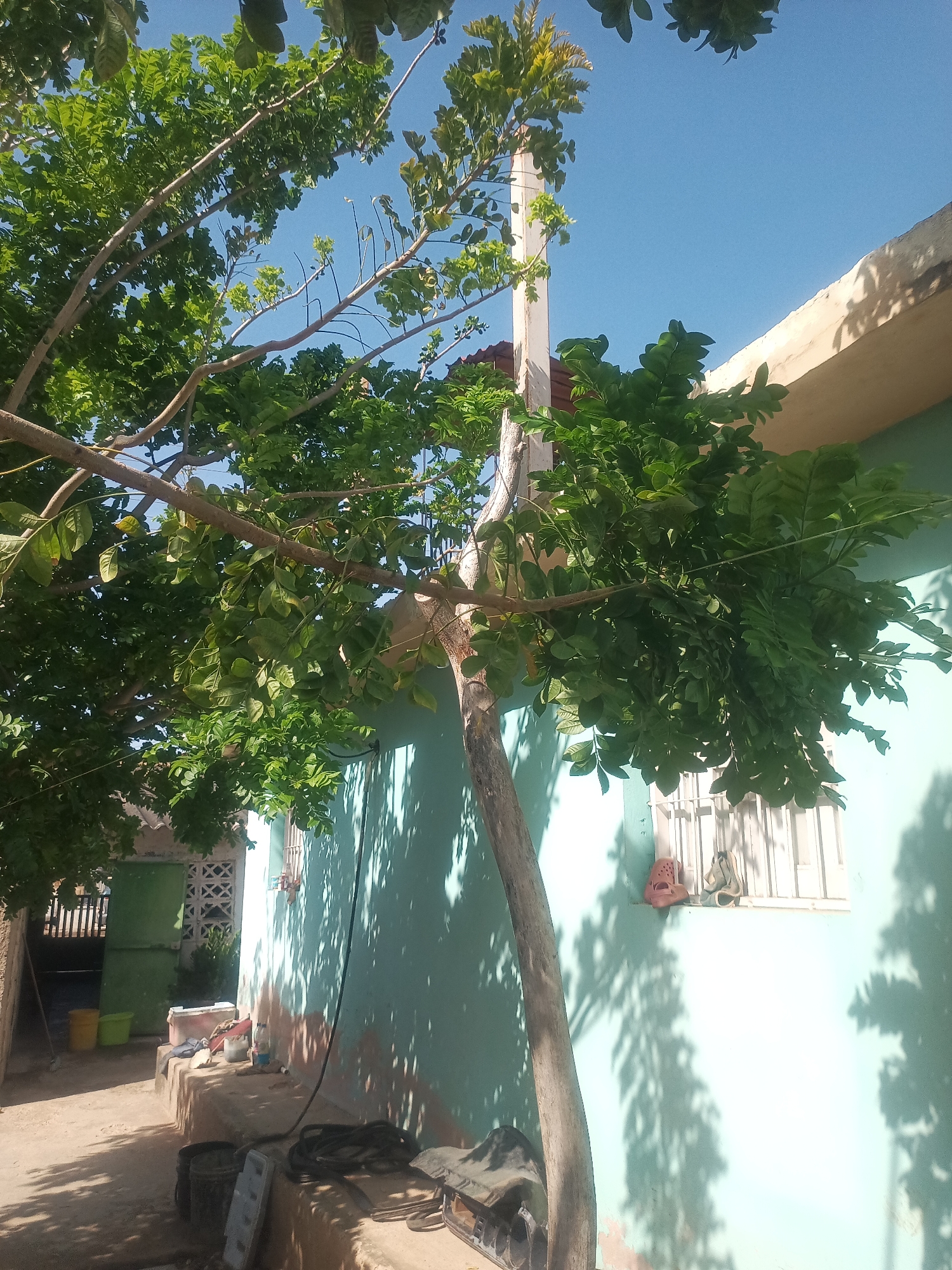The image captures a sunny outdoor scene in Juan Griego, Venezuela. A large tree with lush green leaves dominates the foreground, its branches reaching towards the clear blue sky. The tree trunk is visible on the right side, leaning slightly. Behind the tree, a light blue building with a beige trim runs along the right side of the frame. A window with white bars is present on the building's wall, and a pair of shoes, one red and one gray, are placed on the windowsill.
To the left of the building, a shaded pathway leads towards a green door and an open gate with a fence. The ground is a dusty, light brown color, and shadows of tree branches are cast across the building and the ground, indicating the time of day. Several objects are scattered along the pathway and near the building, including yellow and green buckets, a white rectangular object, a red container, and what appears to be coiled black hoses and some flattened dark objects on a raised ledge. The overall impression is of a residential outdoor area in a warm climate.