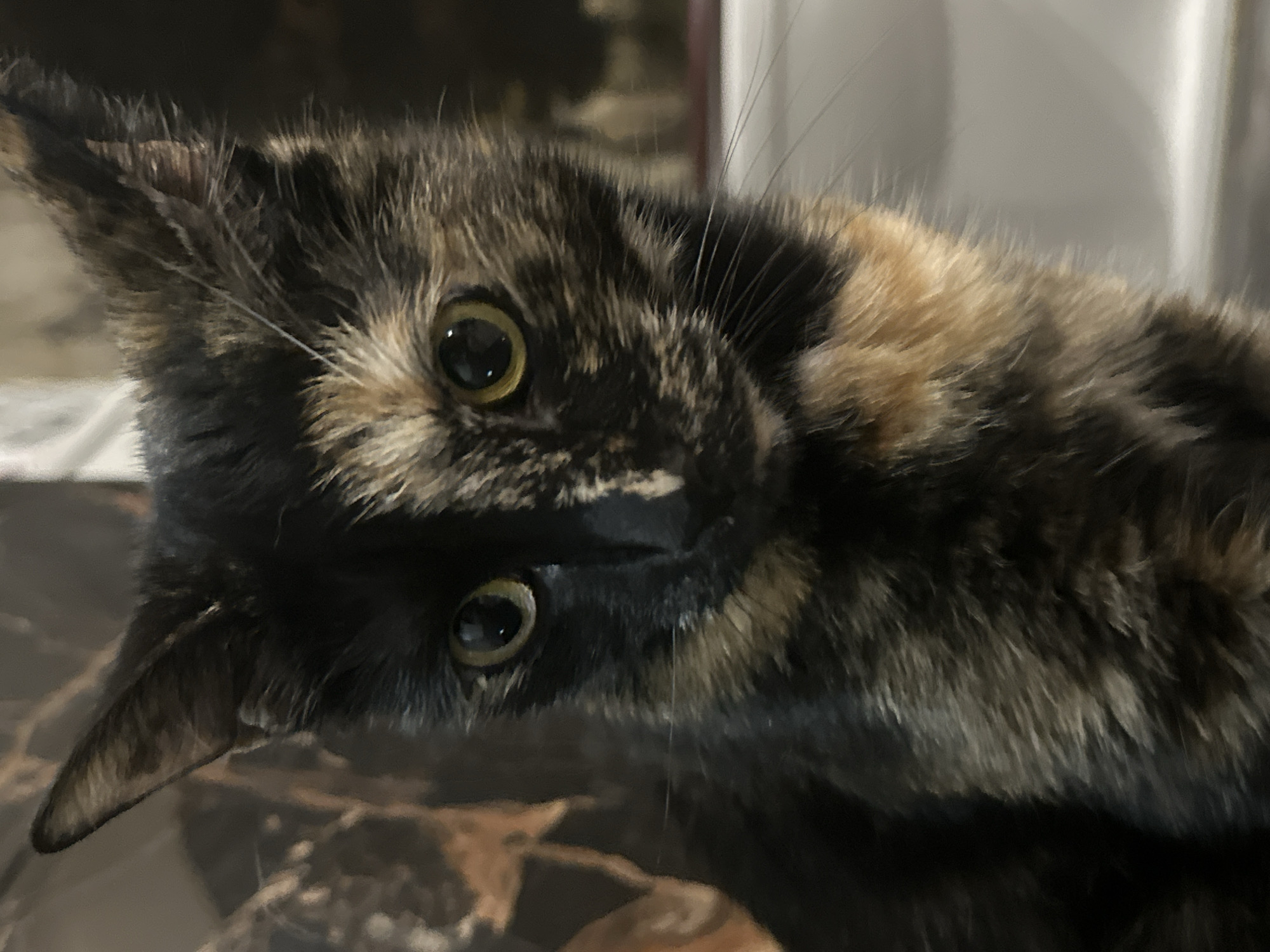 A tortoiseshell cat with black, orange, and cream fur is looking directly at the camera. The cat has bright yellow eyes and pointed ears. The background is out of focus, with hints of a patterned wallpaper on the left and a light-colored wall on the right. There is no indication of the city of Virki, Russia, or any specific location within a city. The image appears to be a close-up portrait of a domestic cat.