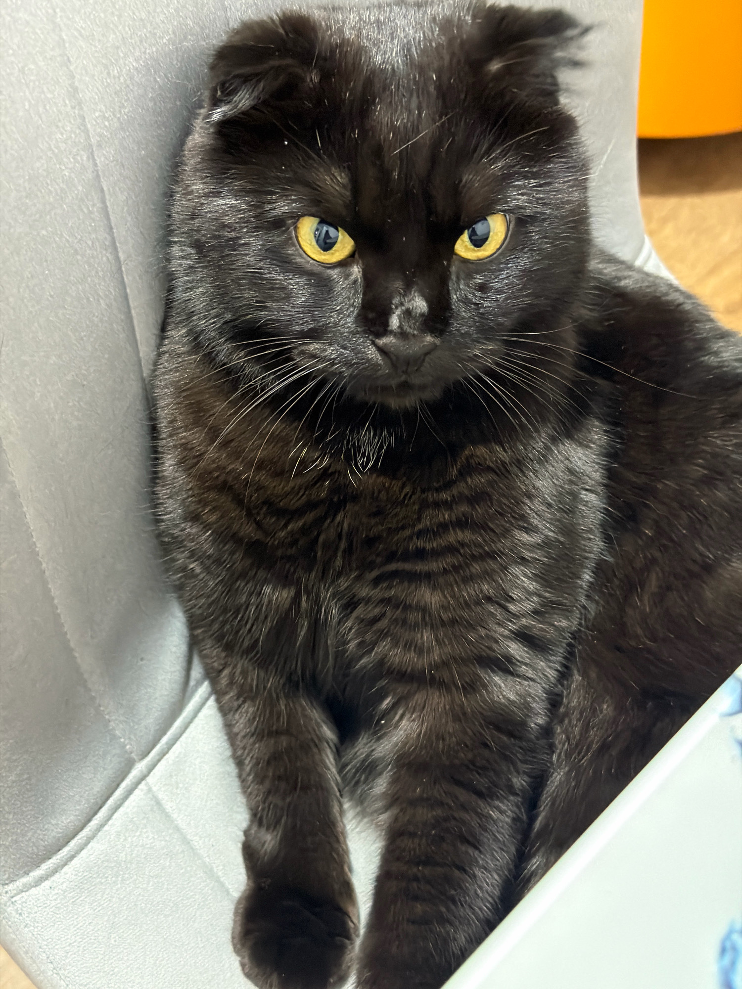 A black cat with yellow eyes sits on a gray chair. The cat's ears are folded down, and it is looking directly at the camera. The background is blurred, but it appears to be an indoor setting. There is no indication of the city of Tsiolkovsky, Russia, or any specific location within it.