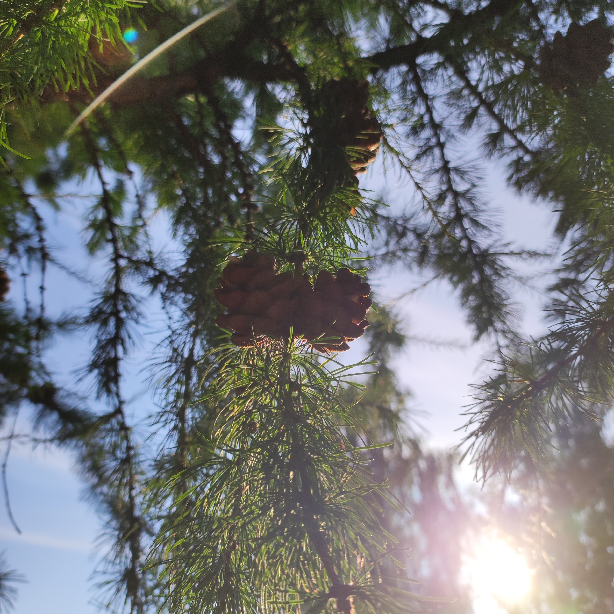This media file is a close-up, low-angle shot looking up through pine tree branches, with a bright sunlit sky in the background. The primary subject is a large, brown pinecone hanging from a branch, detailed with overlapping scales. Surrounding the pinecone are numerous thin, green pine needles, some in sharp focus and others softly blurred. The sunlight creates lens flare and a warm glow, particularly on the right side of the image and a faint rainbow-like chromatic aberration on the left, suggesting a sunny day. The sky is a clear, light blue, with some areas of softer light where the sun is most intense. The setting appears to be a natural outdoor environment, likely a forest or park in Sosnovo, Russia, given the context. The image conveys a sense of natural beauty and the quiet serenity of being outdoors on a clear day. There is no visible text in the media file.