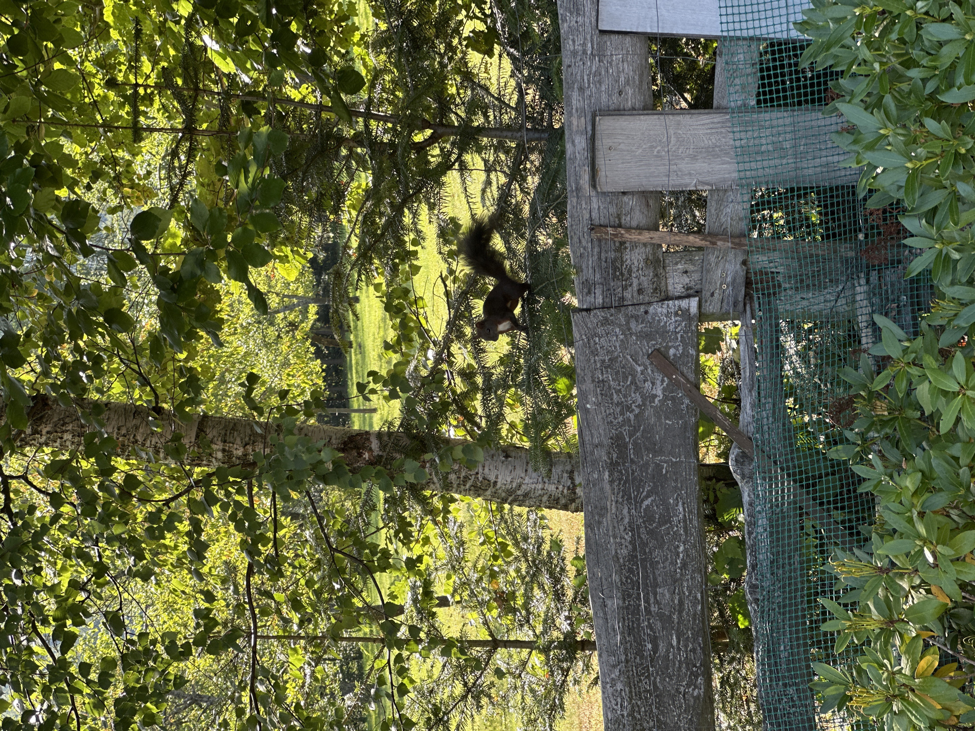 A squirrel is perched on a conifer branch in a sun-dappled, wooded backyard in Wisła, Poland. The squirrel, dark brown with a bushy tail, faces left. Behind it, a weathered wooden fence separates the yard from a grassy area and more trees. In the foreground, lush green rhododendron bushes are visible. The scene appears to be captured on a clear day.