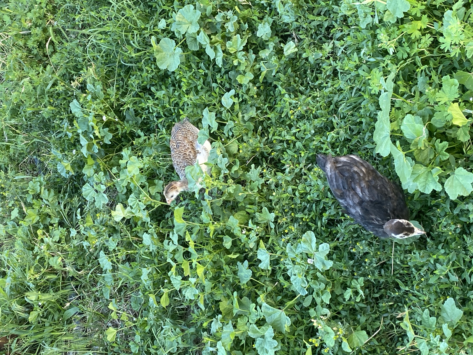 This media file is a top-down, full-frame shot of two young birds amidst dense green vegetation. The subjects are likely baby turkeys or peacocks, given their size and plumage. One bird, to the left, has a lighter, speckled brown and white pattern, with a pinkish beak and legs. The other bird, to the right, is darker, with predominantly black and dark brown feathers. Both birds are looking down, suggesting they are foraging or exploring the ground.
The setting is a lush, overgrown area, possibly a field or garden, characterized by a variety of green plants, including tall grass and broad-leafed plants. There are small yellow flowers scattered throughout the foliage, indicating a warm weather environment, possibly late spring or summer. The lighting suggests it's daytime, though the time of day is not precisely determinable. The overall impression is one of natural growth and a peaceful, rural scene. No people, objects, or text are visible in the media file.