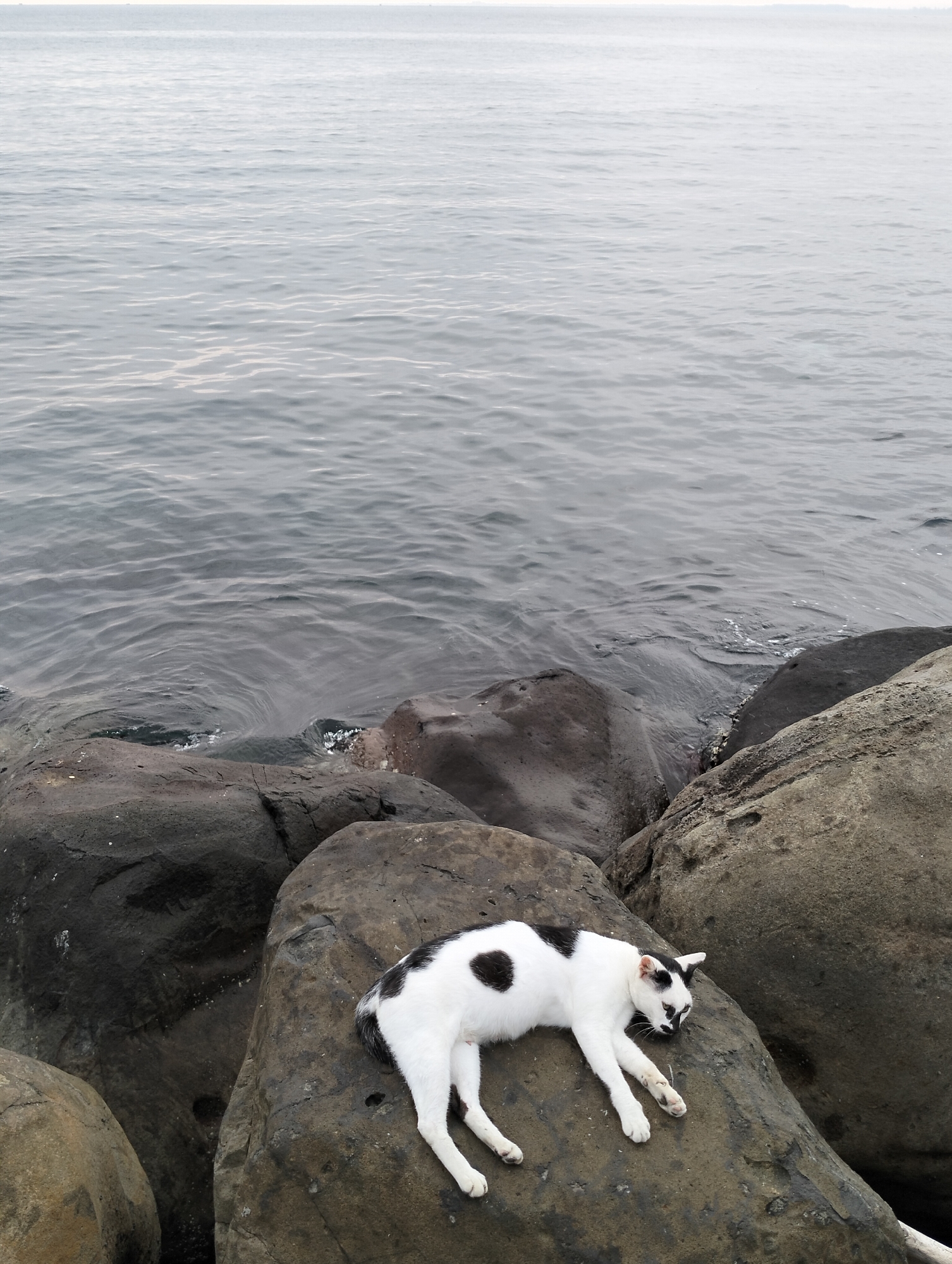 A domestic cat rests horizontally on a large, dark grey rock along a rocky coastline in Lhokseumawe, Indonesia. The cat is white with multiple irregular black patches, including a prominent one on its back/side and distinct markings around its left eye, ear, and nose. Its eyes are closed, indicating a state of sleep or deep rest. The immediate environment consists of numerous irregularly shaped, dark grey rocks forming the shore. Beyond these rocks, a calm, grey body of water with subtle ripples extends to a hazy horizon under an overcast sky. The water laps gently against the lower sections of the rocks.