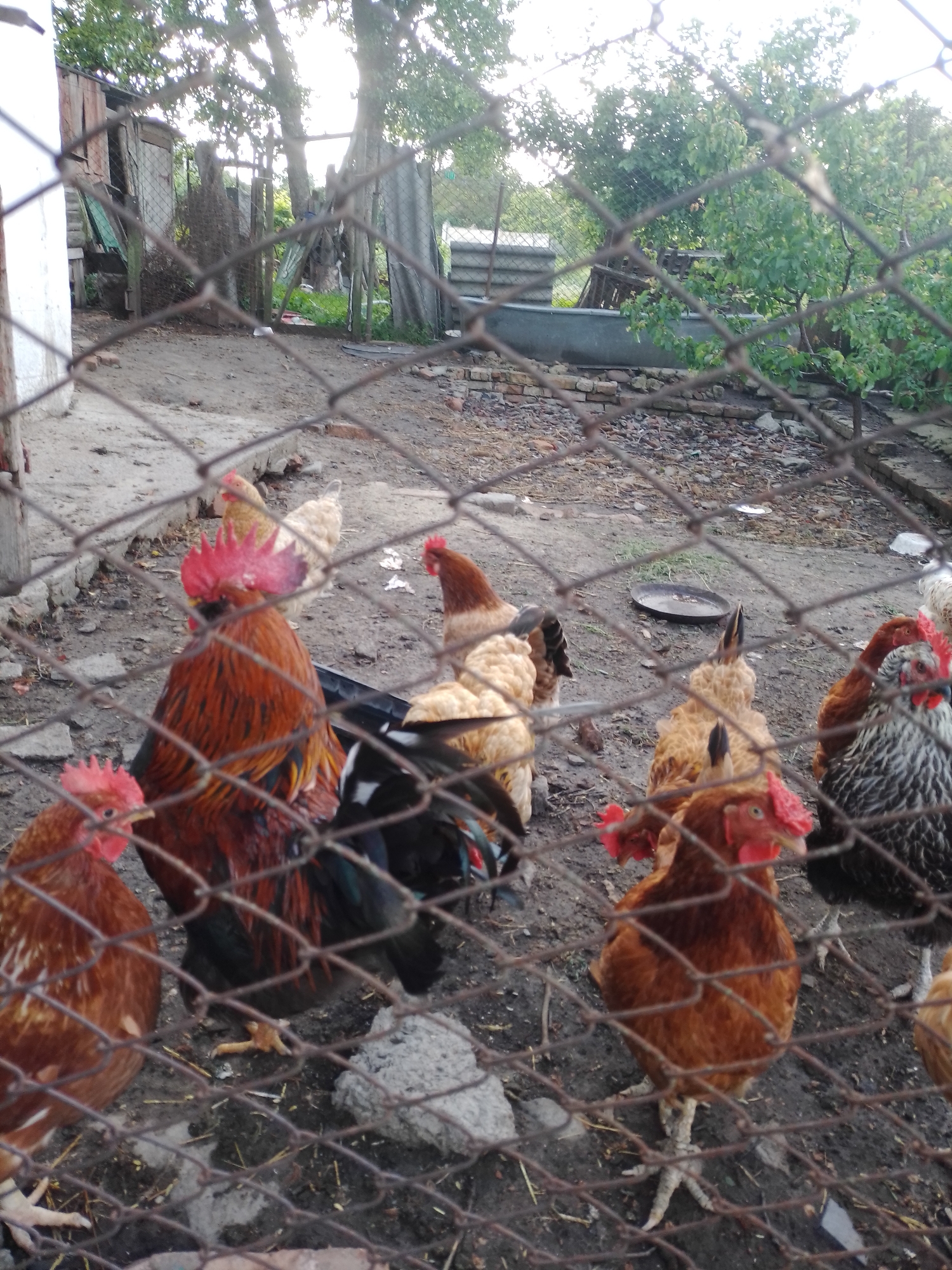 In Ustyvytsia, Ukraine, a flock of chickens, including a prominent rooster with a bright red comb and a black, iridescent tail, are visible behind a wire fence. The rooster stands in the foreground, facing left, with its comb and wattles a vibrant red. Several hens of various brown and white plumage are scattered throughout the yard. The environment is a rural setting with dirt ground, scattered straw, and a few grey stones. In the background, there is a wooden structure, possibly a shed, and trees with green foliage. The lighting suggests it is daytime, likely late afternoon, with soft sunlight filtering through the trees.
