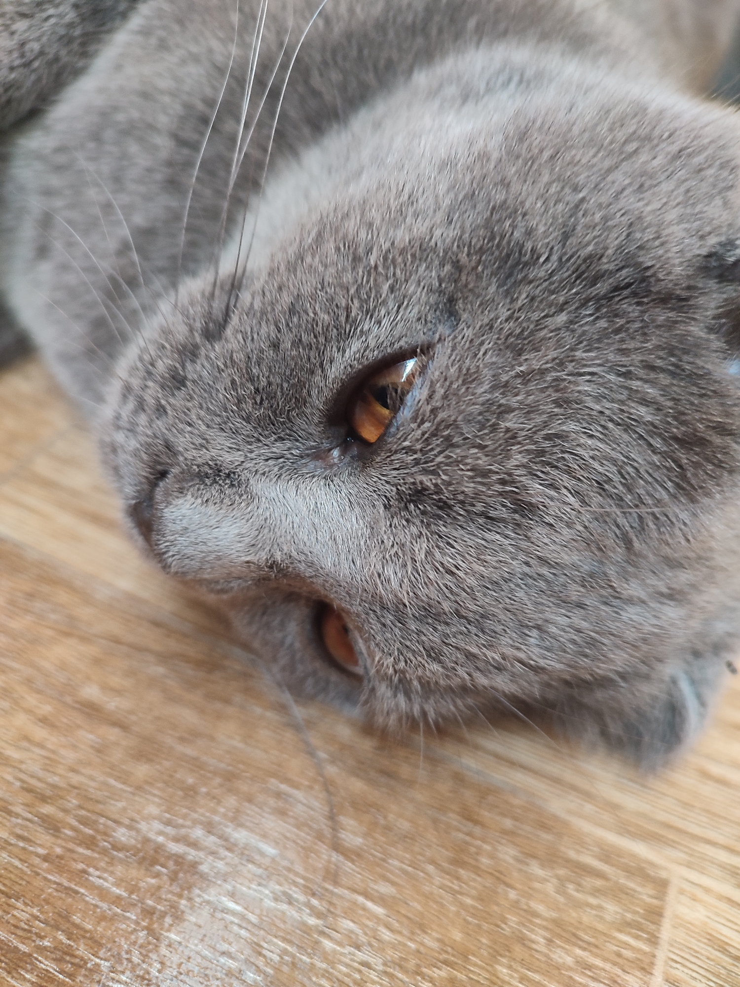 A close-up shot shows the face of a grey cat lying on a wooden floor. The cat's head is tilted to the left, with its eyes open and looking towards the camera. Its fur is short and dense, and its whiskers are long and white. The wooden floor has a light brown color and a visible wood grain pattern. The lighting is soft, casting subtle shadows on the cat's face and the floor. There is no indication of the location being in Zlatopil, Ukraine.