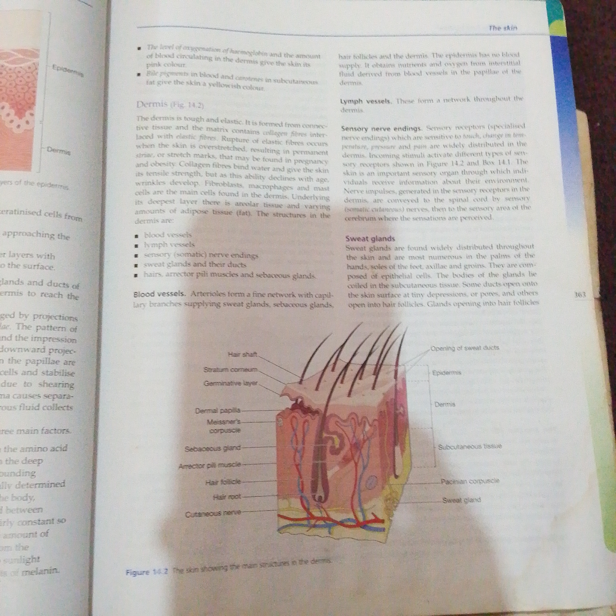 The image is a page from a biology textbook, showing a diagram of the skin and accompanying text. The diagram illustrates the different layers of the skin, including the epidermis and dermis, as well as structures like hair follicles, sweat glands, and blood vessels. The text explains the functions of these components. There is no indication of Jalingo, Nigeria, or any forensic context in this image.