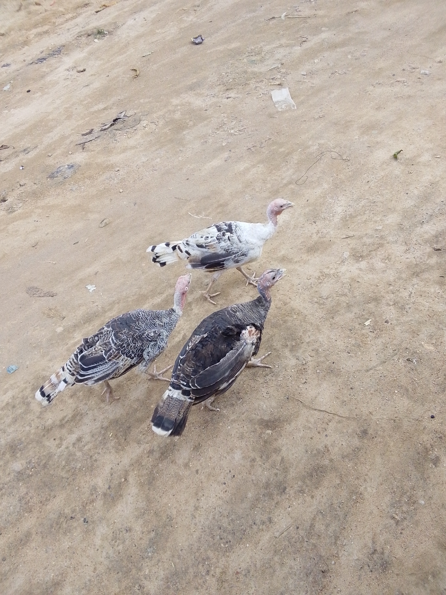 Three turkeys are standing on a dirt ground in Serti, Nigeria. The turkey on the left is primarily black and white with intricate feather patterns. The turkey in the middle is white with black and white speckled feathers on its back and tail. The turkey on the right is predominantly black with some dark brown and white feathers on its tail and wings. The ground is a sandy, dry dirt surface with scattered small pebbles and some debris, including a piece of white plastic. The lighting suggests it is daytime.