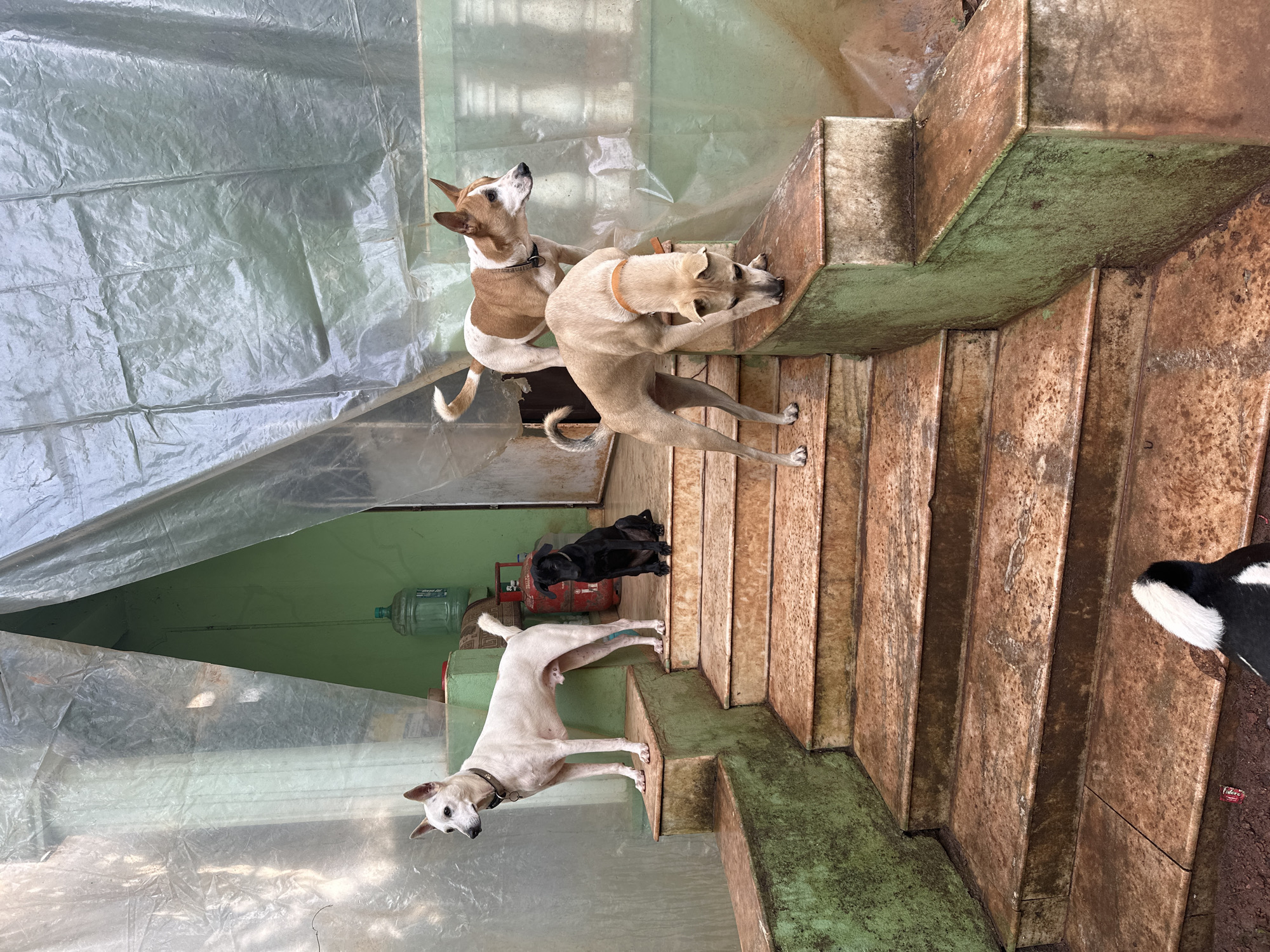 The image depicts a group of four dogs on a set of outdoor concrete stairs in Ashvem, India. Two dogs, one white and one black, are standing on a raised landing at the top of the stairs. A third dog, primarily white with brown markings, is standing on the same landing, looking to the right. A fourth dog, a tan-colored canine, is positioned lower on the stairs, sniffing the edge of the landing. The environment appears to be somewhat unfinished or in a state of disrepair, with a large plastic sheet draped overhead, suggesting it might be a covered outdoor area or a temporary structure. A large water dispenser and a red gas cylinder are visible in the background, adding to the utilitarian feel of the scene. The stairs themselves are made of stone or concrete with a reddish-brown hue, showing signs of wear and dirt.