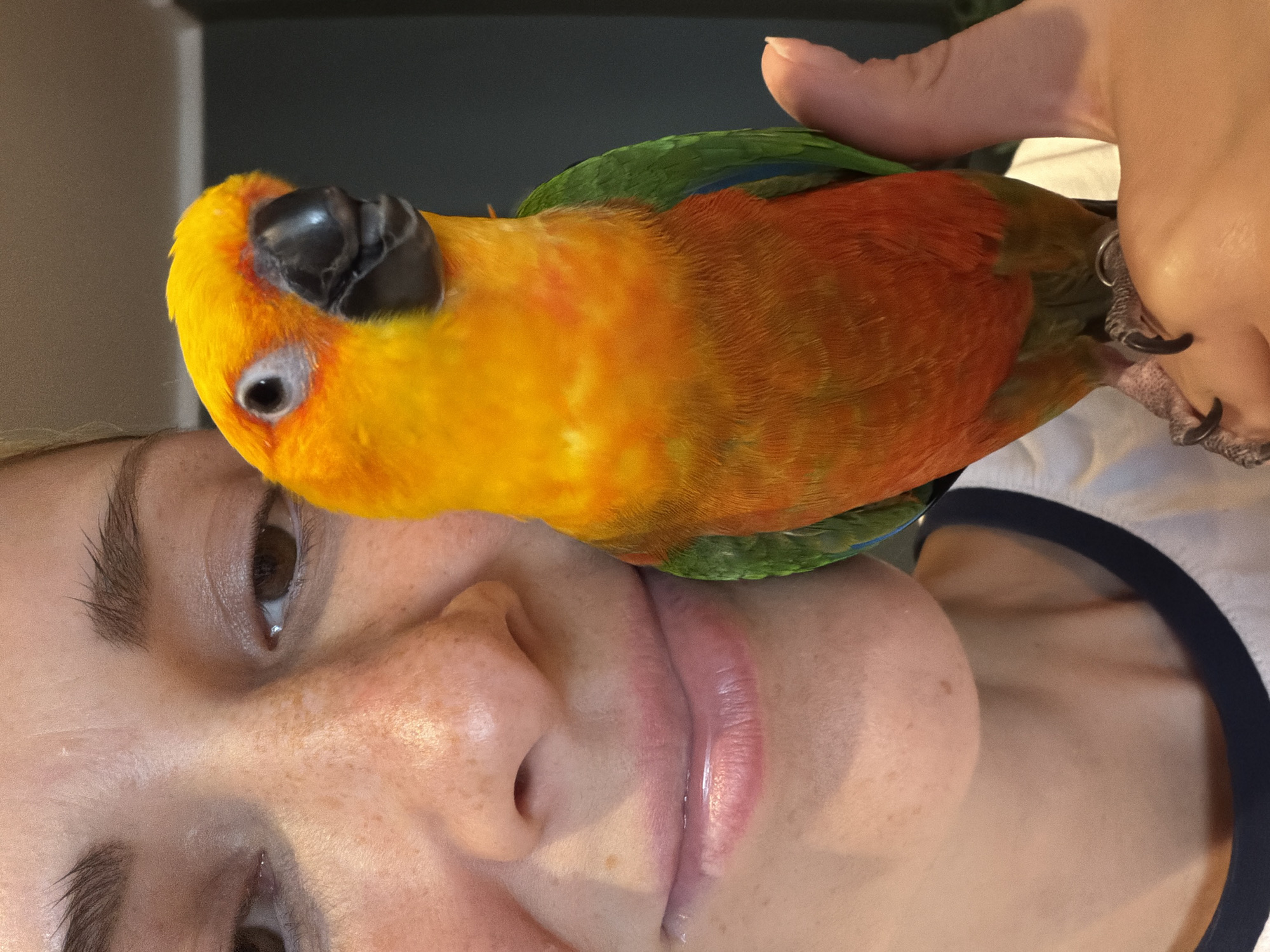 A close-up, vertically oriented image shows a person's face with a small, colorful parrot perched on their head and neck. The parrot has bright yellow, orange, and green feathers, and its black beak is visible. The person's face is tilted upwards, and their eyes are open, looking towards the camera. Their skin has freckles, and their lips are slightly parted and shiny. The parrot's claws are gripping the person's skin. A hand is partially visible at the top of the frame, holding the parrot. The background is blurred and appears to be indoors, with hints of furniture. The lighting suggests it is daytime, possibly indoors. The overall impression is one of affection and trust between the person and the bird. There is no visible text in the image.