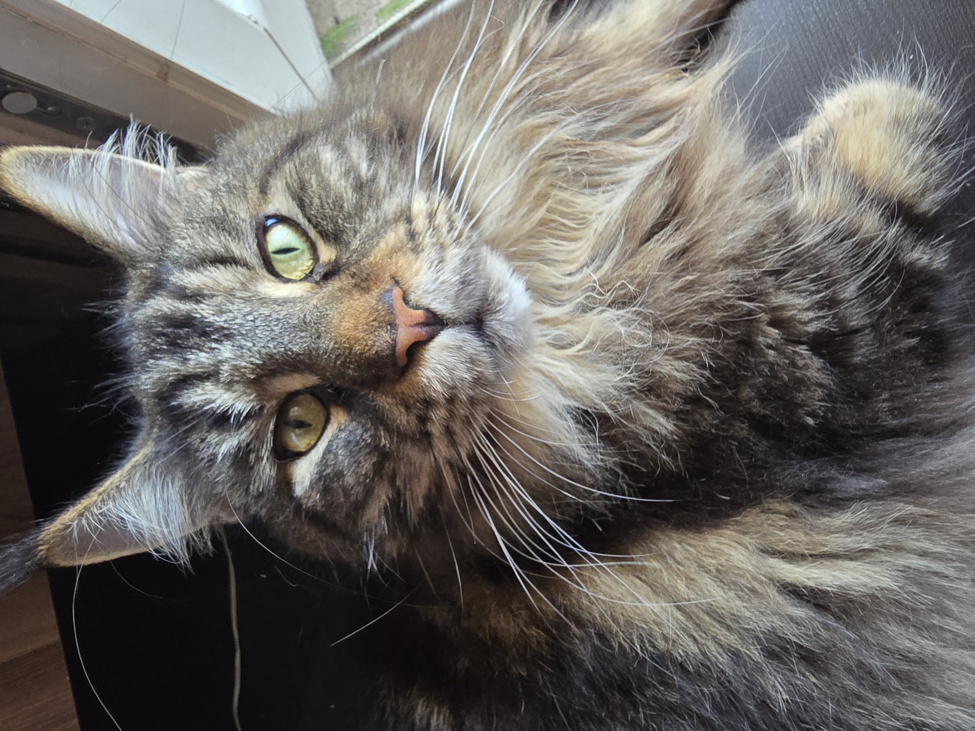 A close-up, head-on shot captures a Maine Coon cat with striking green eyes and a fluffy, multi-colored tabby coat. The cat is positioned centrally, its face filling the frame. Its fur is a mix of dark brown, grey, and lighter tan stripes, with long, white whiskers fanning out from its muzzle. The cat's ears are pointed and tufted, with lighter fur around the edges. Its nose is a light pinkish-brown. The background is blurred, with dark shadows on the left and lighter, out-of-focus elements on the right, possibly indicating an indoor setting with a window or doorway. The lighting is natural and illuminates the cat's face, highlighting the detail in its fur and eyes. No specific location in a city is discernible from the image.