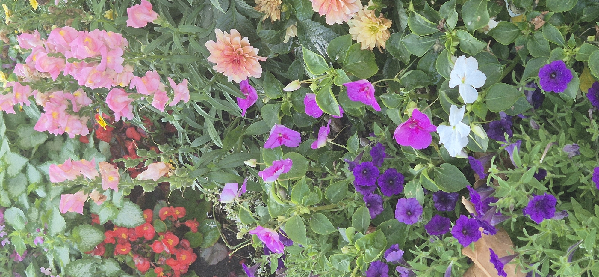 This is a close-up, eye-level shot of a densely planted flower bed, likely in a public garden or park within the city of Mainz, Germany. The focus is on a variety of blooming flowers and green foliage.
Prominent are clusters of light pink snapdragons and some faded peachy-pink snapdragons. Interspersed are vibrant red begonia flowers and their dark green leaves. Other flowers present include light purple impatiens with pointed petals and darker purple petunias with star-shaped blooms. There are also a few peach-colored dahlias, lighter yellow dahlias, and two white impatiens. The foliage is lush and green, with some leaves appearing wet, suggesting recent rain or watering. A single, dry, brown leaf is visible in the lower left quadrant of the image.
There are no people or animals visible in the frame. The scene is static, a still life of a cultivated garden bed. The lighting appears to be natural daylight, possibly overcast, creating soft shadows. The overall impression is one of a well-maintained, colorful flower display. The specific location within Mainz cannot be definitively determined from the image alone, but it's consistent with ornamental plantings found in public spaces like the Kurfürstliches Schloß gardens or the Citadel park.