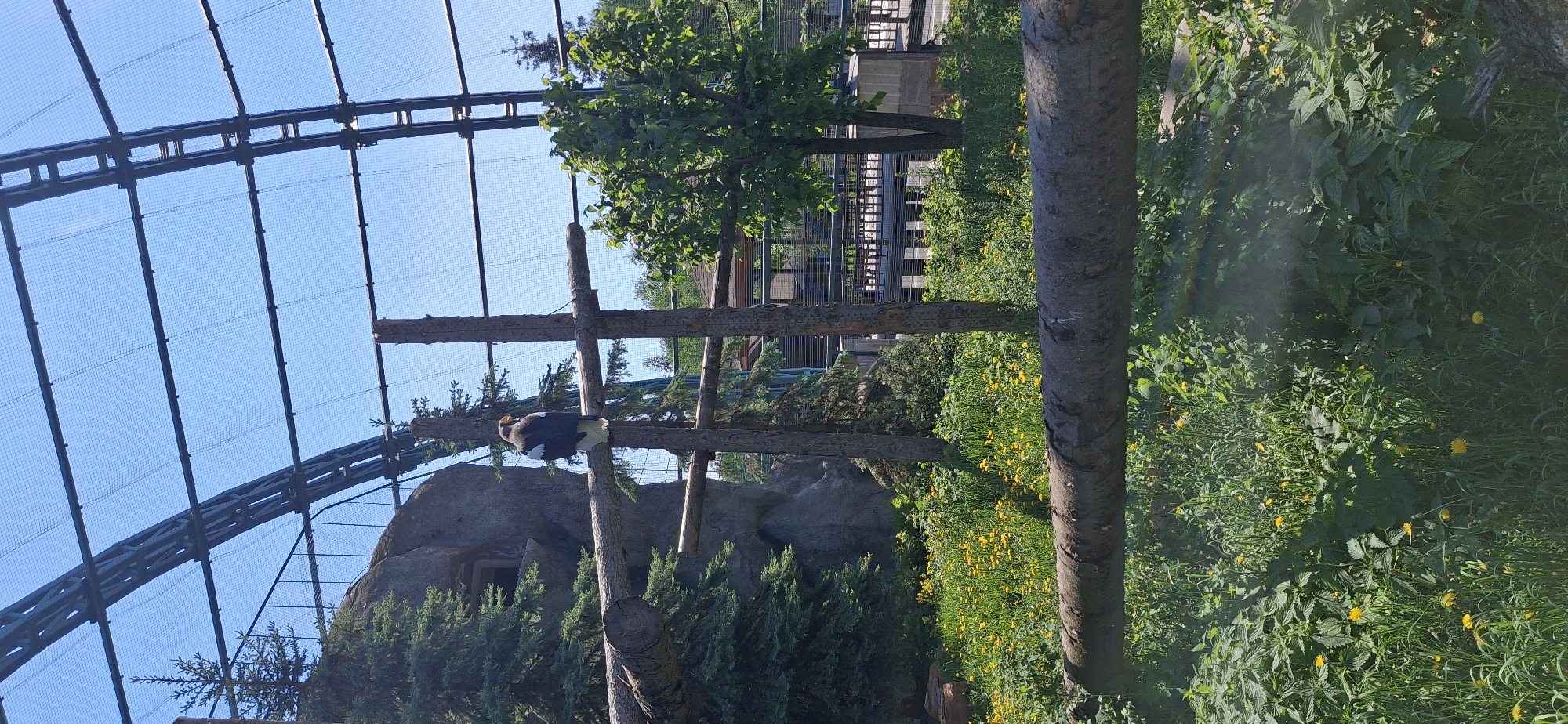 The image shows an eagle perched on a wooden structure within an enclosure at the Izhevsk Zoo in Izhevsk, Russia. The enclosure is covered by a mesh netting supported by a metal frame. The background includes lush vegetation with trees and yellow wildflowers. A rocky formation is visible behind the wooden structure where the eagle is perched.