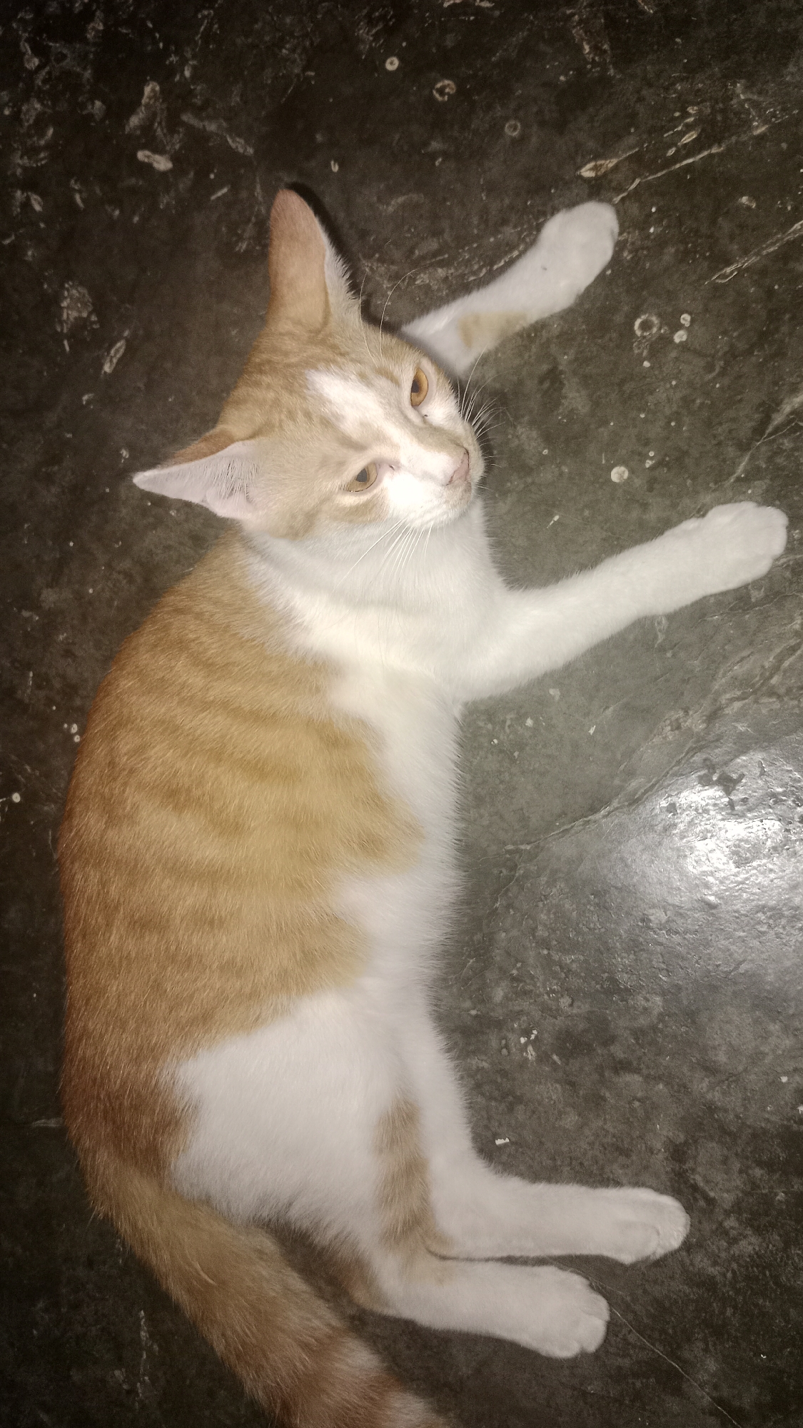 A ginger and white cat lies on a dark, speckled floor, viewed from above. The cat is positioned diagonally, with its head towards the top right and its tail towards the bottom left. Its body is elongated, and its paws are extended. The cat has light brown tabby markings on its back and head, with a white chest, belly, and paws. Its eyes are open and appear to be yellow or amber. The floor surface is rough and appears to be concrete or stone, with scattered white debris. The lighting is somewhat dim, casting soft shadows. This scene is not specific to any particular location within Wono Sari, Indonesia, as it depicts a common indoor or outdoor surface found in many places.