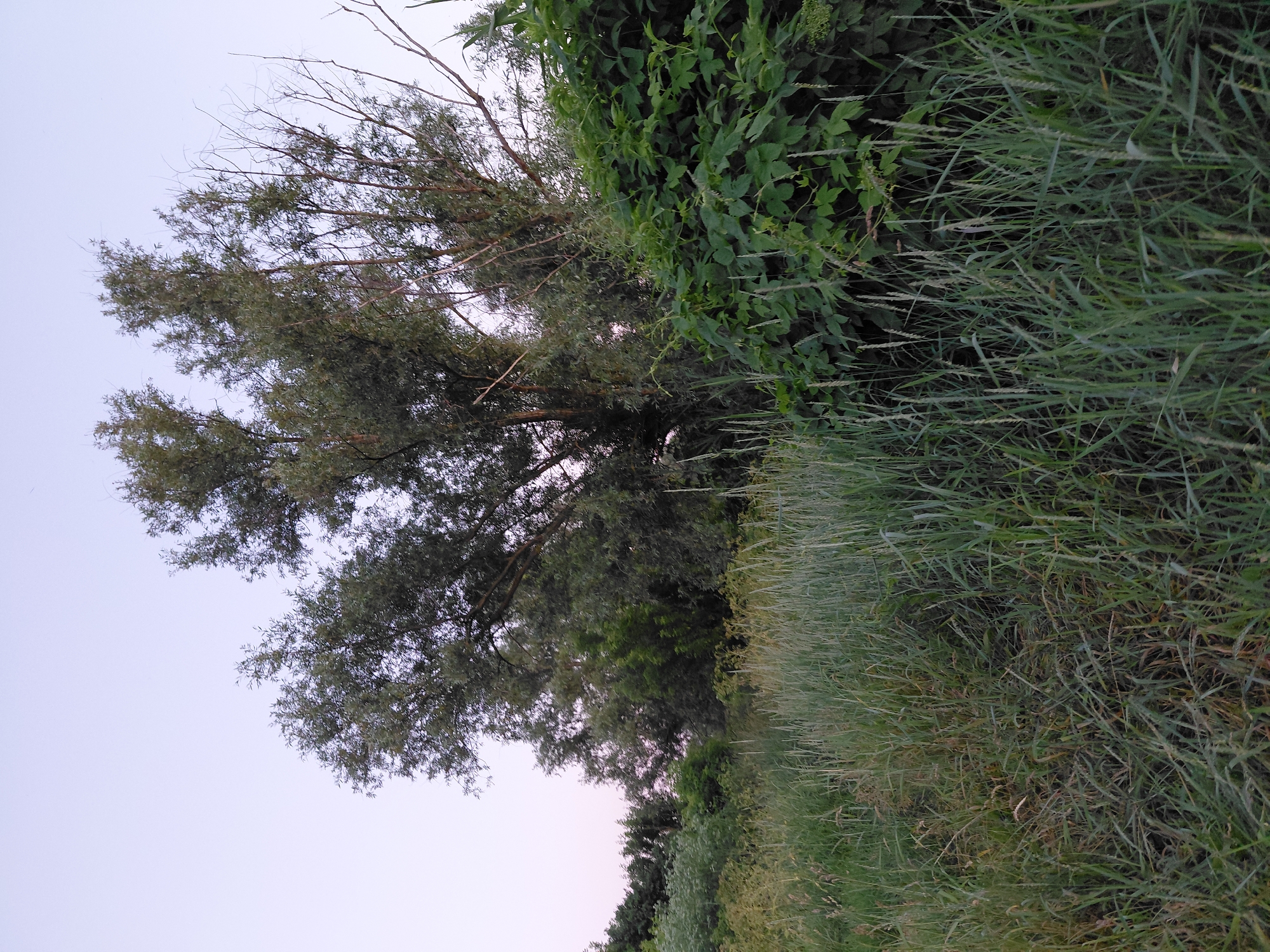 This media file is a vertical, outdoor photograph taken at dusk in Ustyvytsia, Ukraine. The scene depicts a lush, natural environment with a focus on vegetation. In the foreground, a dense patch of tall, green grass with some dried stalks dominates the right side of the frame. To the left, a large tree with a sparse canopy of green leaves and bare branches extends upwards, its trunk partially obscured. Behind the tree, a dense wall of dark green foliage, likely bushes or smaller trees, creates a textured backdrop. The sky is a pale, hazy purple, characteristic of twilight. The overall impression is one of a tranquil, overgrown natural area at the end of the day. There are no people, objects, text, or discernible activities taking place, creating a serene and undisturbed landscape. The weather appears calm, with no indication of wind or precipitation.