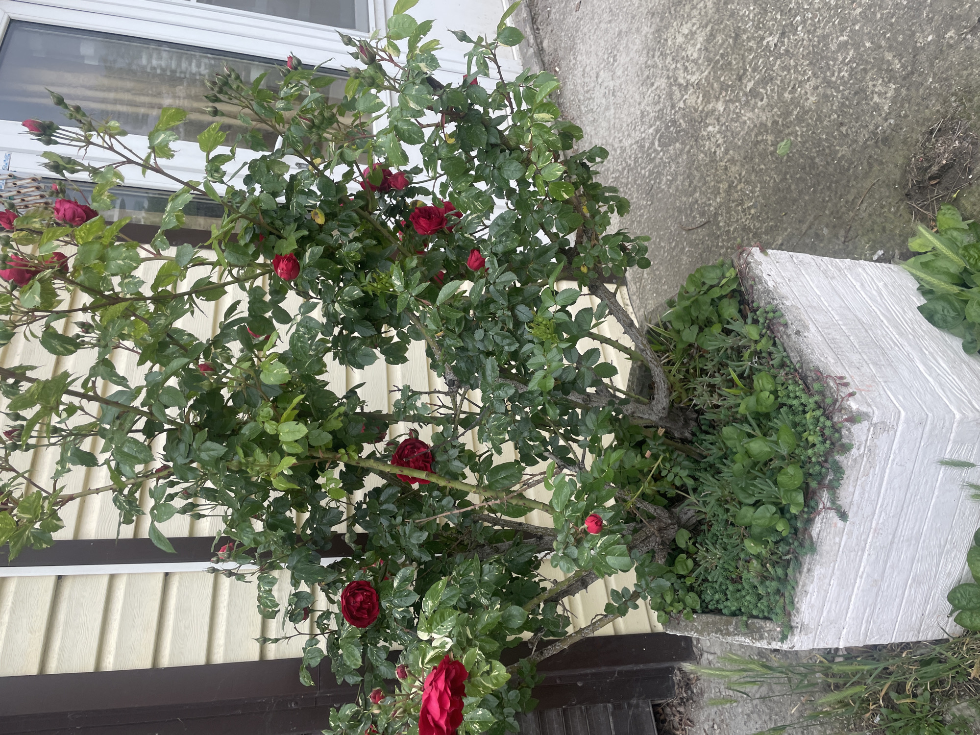 The image shows a rose bush in a white, square planter. The rose bush has green leaves with some variegation and several red roses in bloom and bud. The planter is situated next to a building with beige siding. The ground is concrete. The rose bush is positioned near the city of Olginka in Russia.