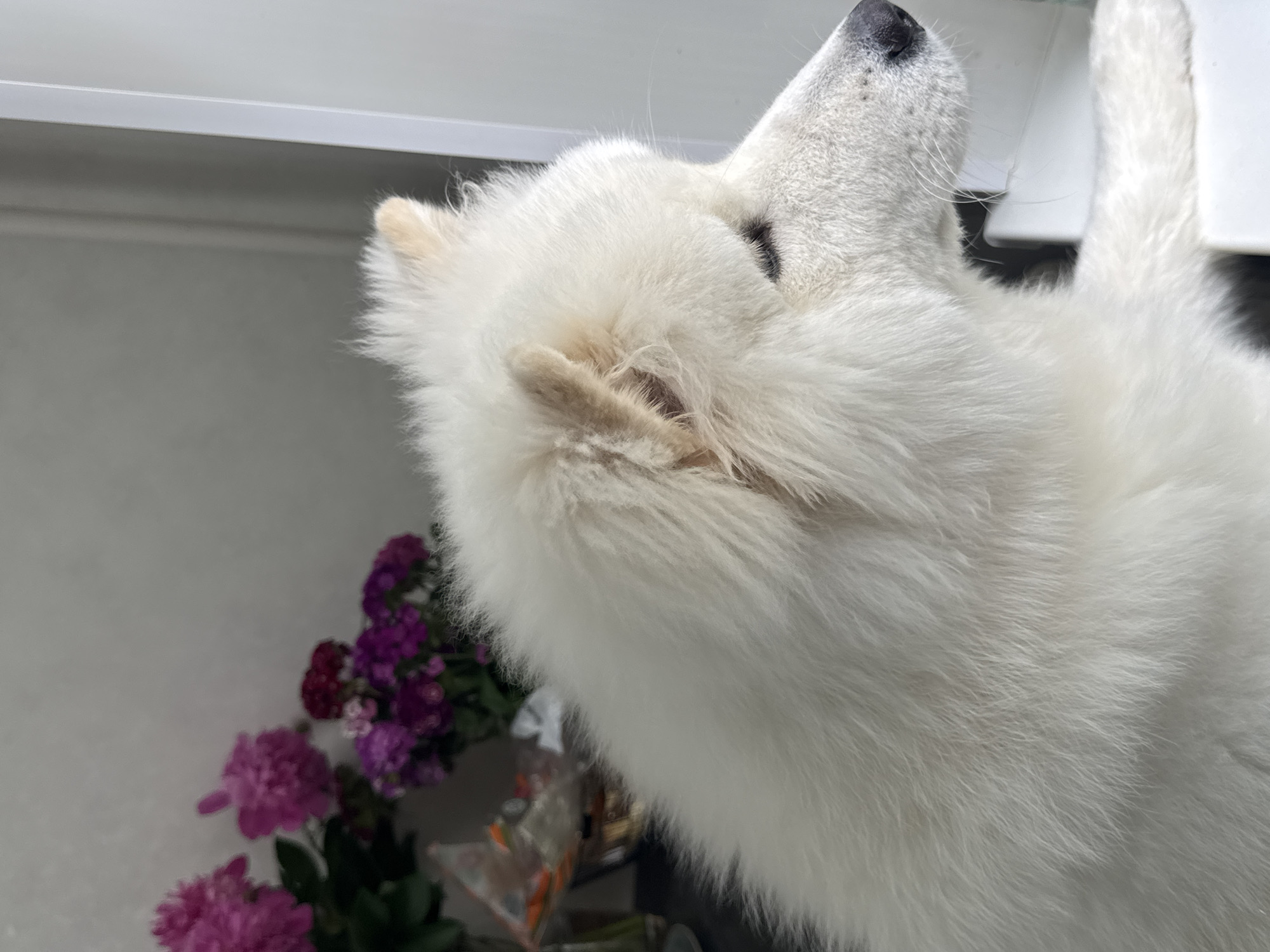 A close-up shot shows the profile of a fluffy white Samoyed dog looking out of frame to the right, its head and upper body filling most of the image. The dog's fur is thick and appears clean. In the background, out of focus, are several bouquets of flowers in shades of pink and purple. A hint of a white window frame is visible on the right side of the image, suggesting the dog is looking out of a window. The overall lighting is soft and diffused, creating a peaceful atmosphere. The image is taken indoors. It is not possible to determine the specific location in Chaikovsky, Russia from this image.