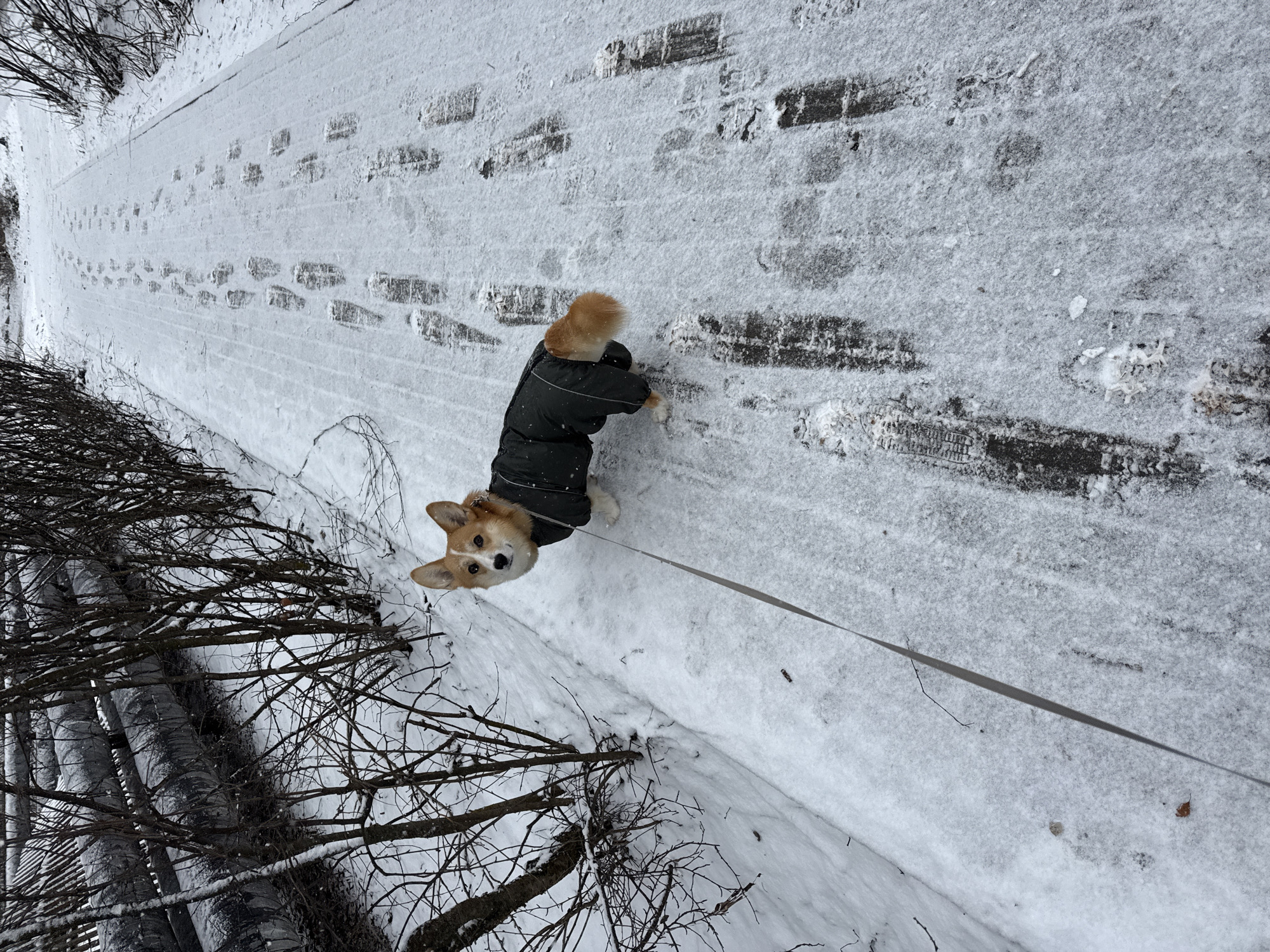 The image shows a corgi dog wearing a black coat standing on a snow-covered brick path. The path is lined with snow-covered ground and bare trees. Footprints are visible in the snow on the path. The dog is looking directly at the camera. It's plausible that the location is within Votkinsk, Russia, given the prompt's specification.