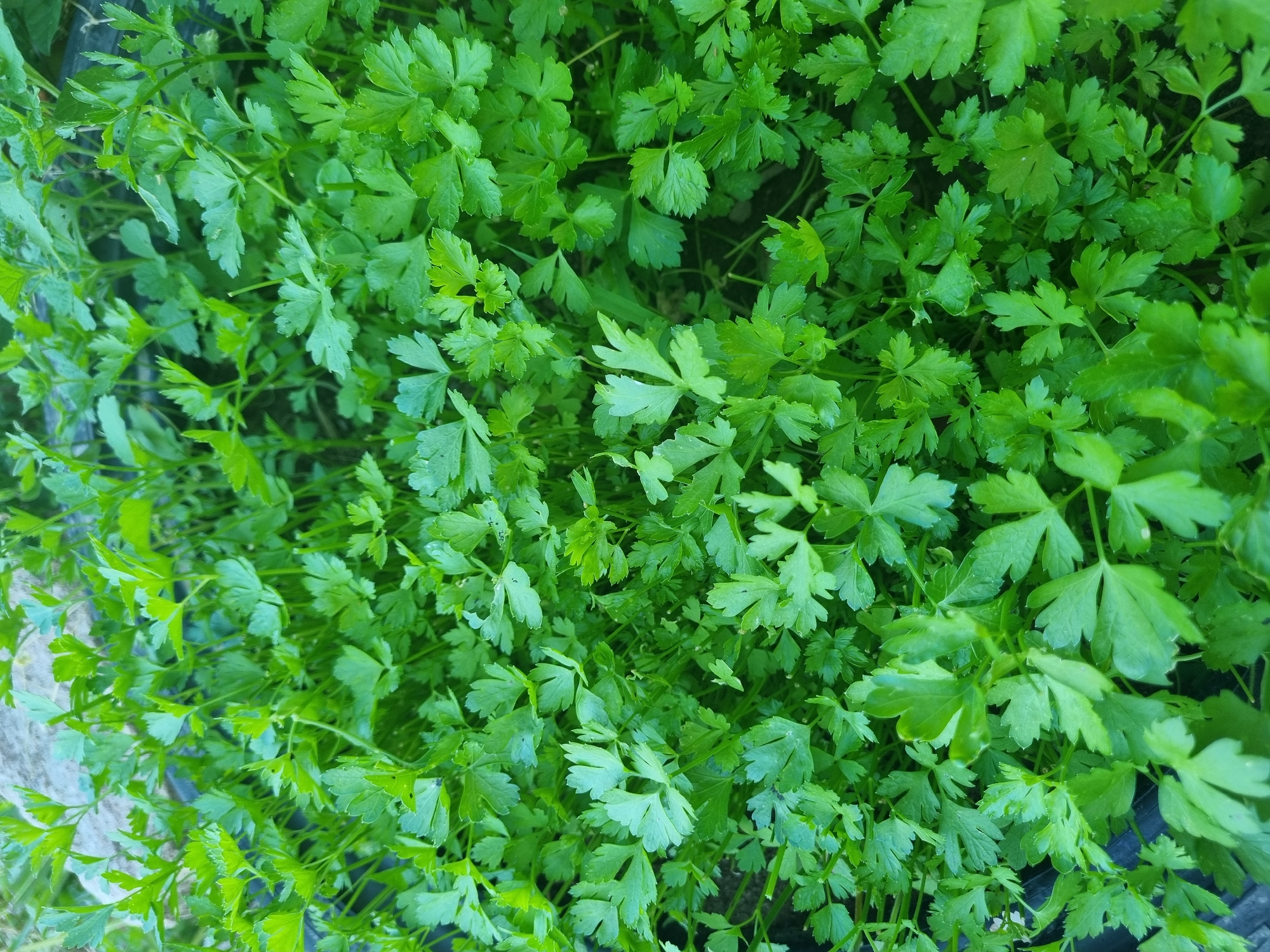 The image shows a close-up, overhead view of a patch of freshly grown parsley. The leaves are a vibrant green and appear healthy, with many individual sprigs and leaves clustered together. Some of the leaves show slight variations in shape and texture, indicative of natural growth. The background is slightly out of focus, revealing hints of dark soil and possibly a black container or border for the parsley bed. There are no people or animals visible in the image. The scene depicts a simple, natural setting, likely an outdoor garden or a planter. There is no discernible information to indicate the location as being in Dabravka, Bulgaria, nor any forensic details related to a crime scene.