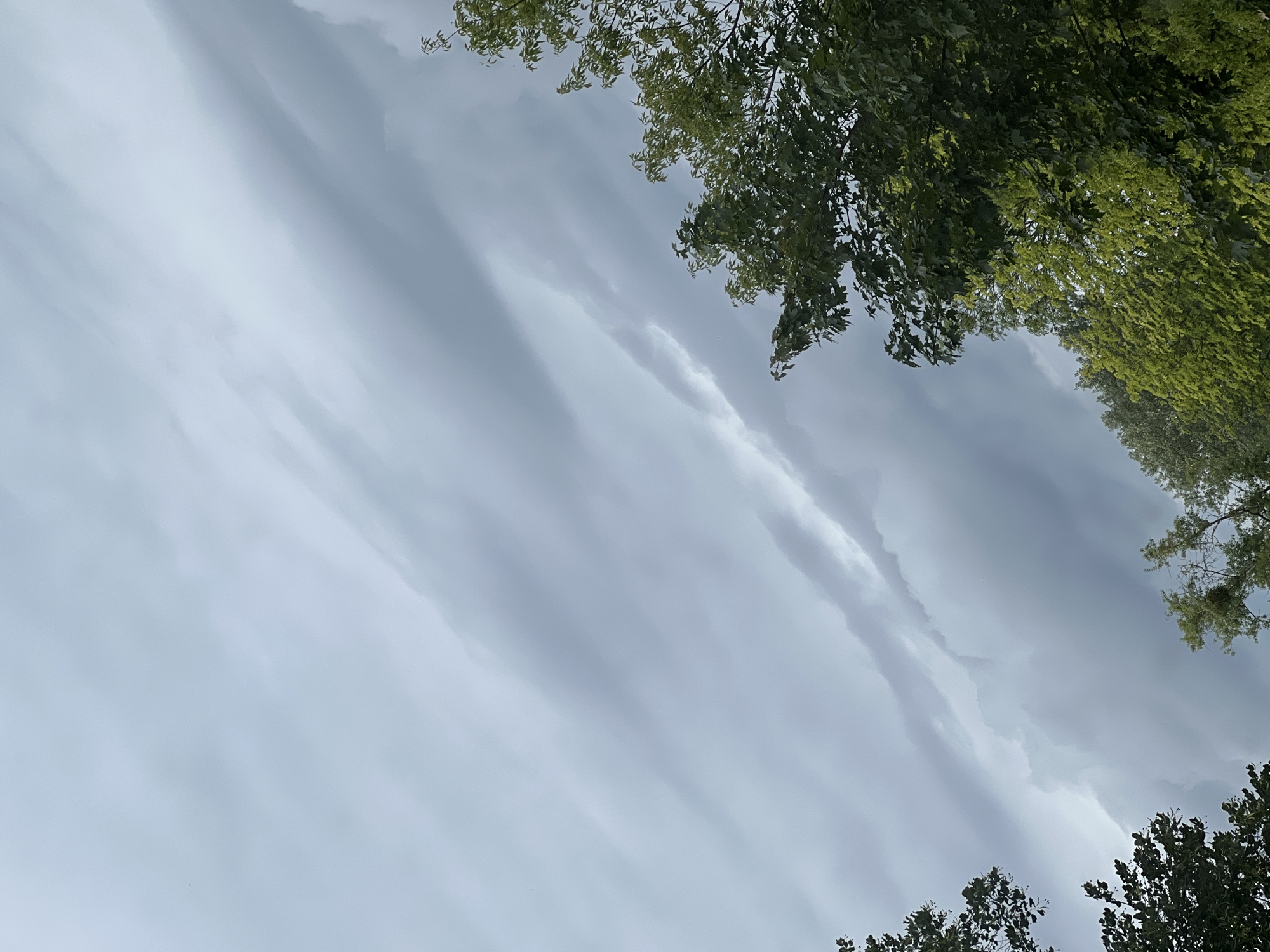 An upward angle shot captures a cloudy sky with streaks of light breaking through, suggesting an overcast day in Warsaw, Poland. The clouds are predominantly gray and white, with visible texture and patterns indicating movement. In the lower right and left corners, the dark green foliage of trees extends into the frame, with some branches reaching upwards towards the sky. The overall scene is natural and serene, with no human presence or specific city landmarks visible.