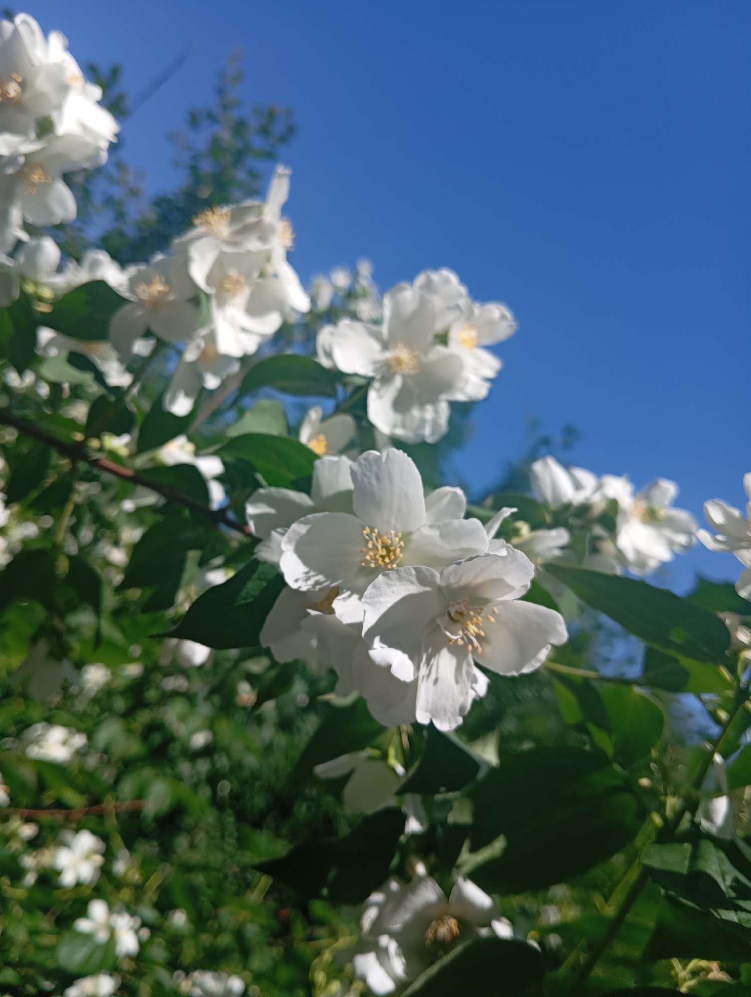 The image shows a close-up of white jasmine flowers against a clear blue sky. The flowers are clustered on branches with green leaves. The lighting suggests it is daytime and sunny. There are no people or man-made objects visible. The image is not specific to Orenburg, Russia; it depicts a common natural scene.