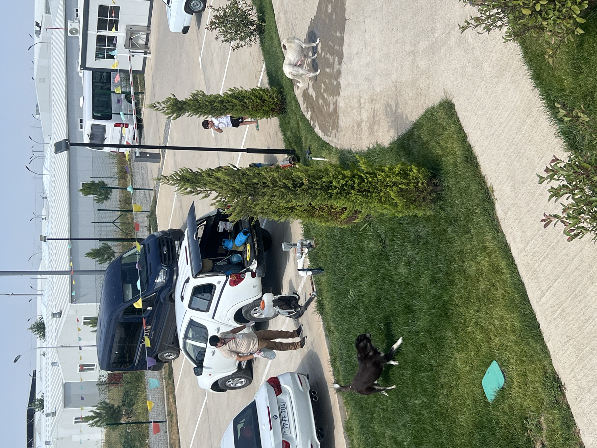 The image depicts an outdoor scene in Aghdam, Azerbaijan. In the foreground, a black and white dog is running on a patch of green grass. To the right of the grass, a pale-colored dog is standing on a concrete pathway. Further back, a man wearing a light-colored polo shirt and brown pants is standing next to a white pickup truck with its tailgate open, appearing to be handling supplies. A white car is parked to the left of the pickup truck. In the background, several white modular buildings with peaked roofs are visible, along with a dark blue van parked in a lot. A white minibus and a security gate are also present in the background. The overall environment appears to be a parking area or a facility complex, possibly related to recent reconstruction or development, given the presence of modular buildings. The sky is bright and clear.