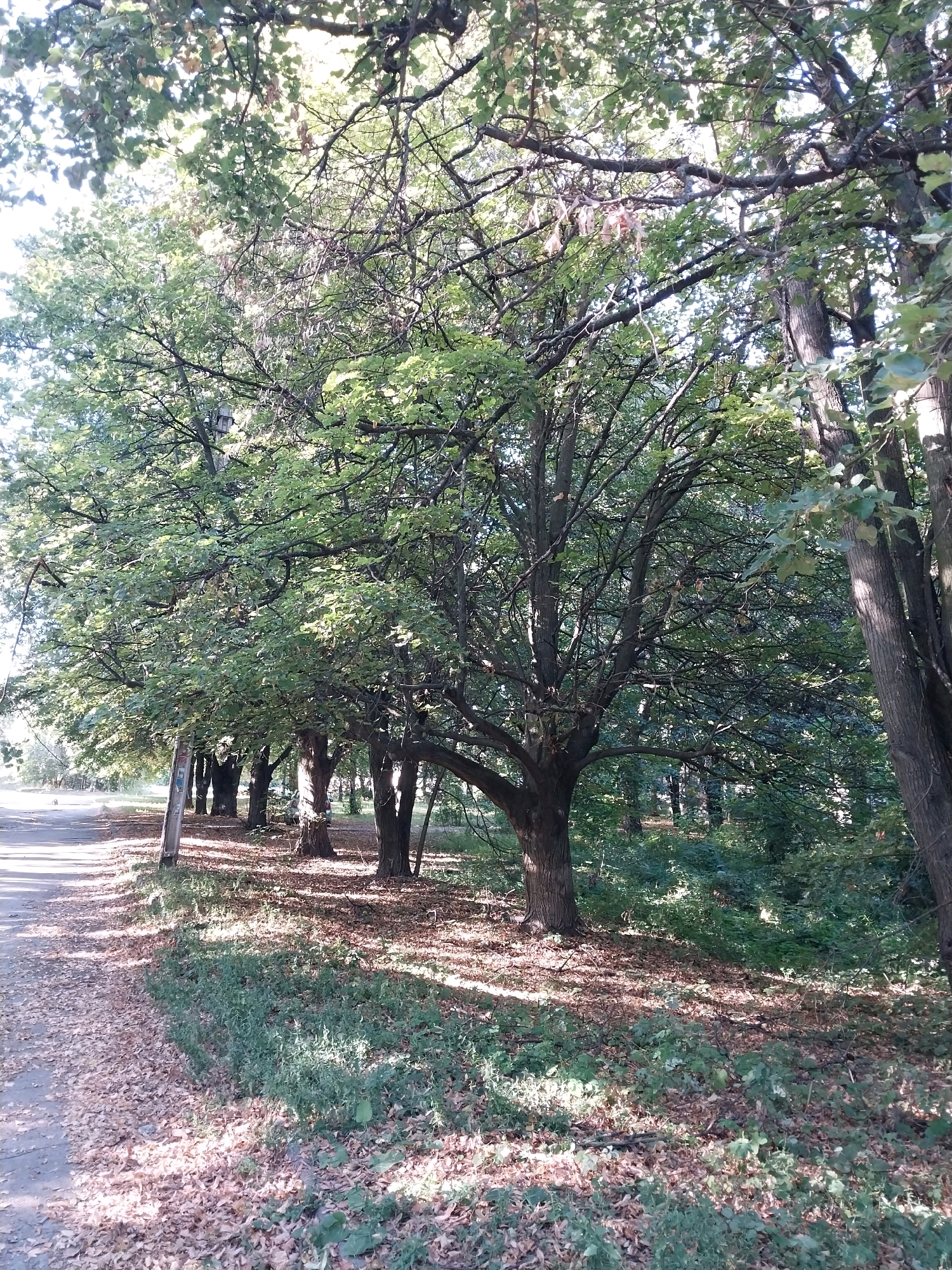 The image shows a tree-lined path next to a road, with dry leaves scattered on the ground. The trees are deciduous, with most of their leaves still on, but some dry leaves are visible on the branches and ground, suggesting it might be late summer or early autumn. The path appears to be made of asphalt or gravel, and there is a patch of green grass and undergrowth between the path and the trees. In the background, more trees and dense foliage create a forest-like setting. The scene appears to be a park or a natural area within the city of Doslidne, Ukraine, characterized by its abundant greenery and mature trees. There are no people or animals visible in the image.