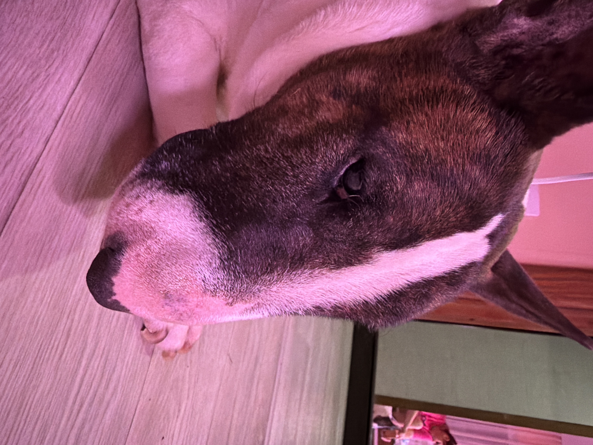 An indoor scene in Chaikovsky, Russia, illuminated by a strong pink-magenta light, depicts a brindle and white Bull Terrier dog lying on a light-colored wooden plank floor. The dog's head is in profile, facing right, with its left eye partially visible and appearing narrowed. A prominent white blaze runs down the center of its face, complementing its brindle fur. Its ears are erect and pointed. In the blurred background, a reflection in a mirror or screen reveals a person, likely female, wearing a bright pink top and dark lower garments. This person is seated or crouching, facing away from the viewer, and appears to be holding and interacting with a small object in their hands. The environment behind the reflected person consists of a plain pink wall.